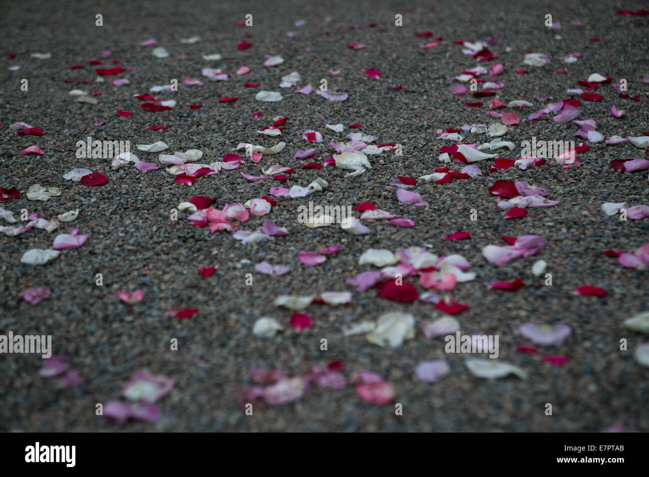 Confettis et pétales de rose sur le sol après un mariage Banque D'Images