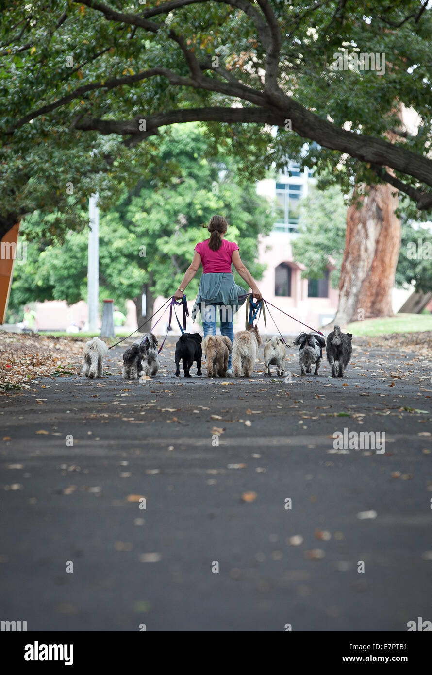 Professional Dog walker Banque D'Images