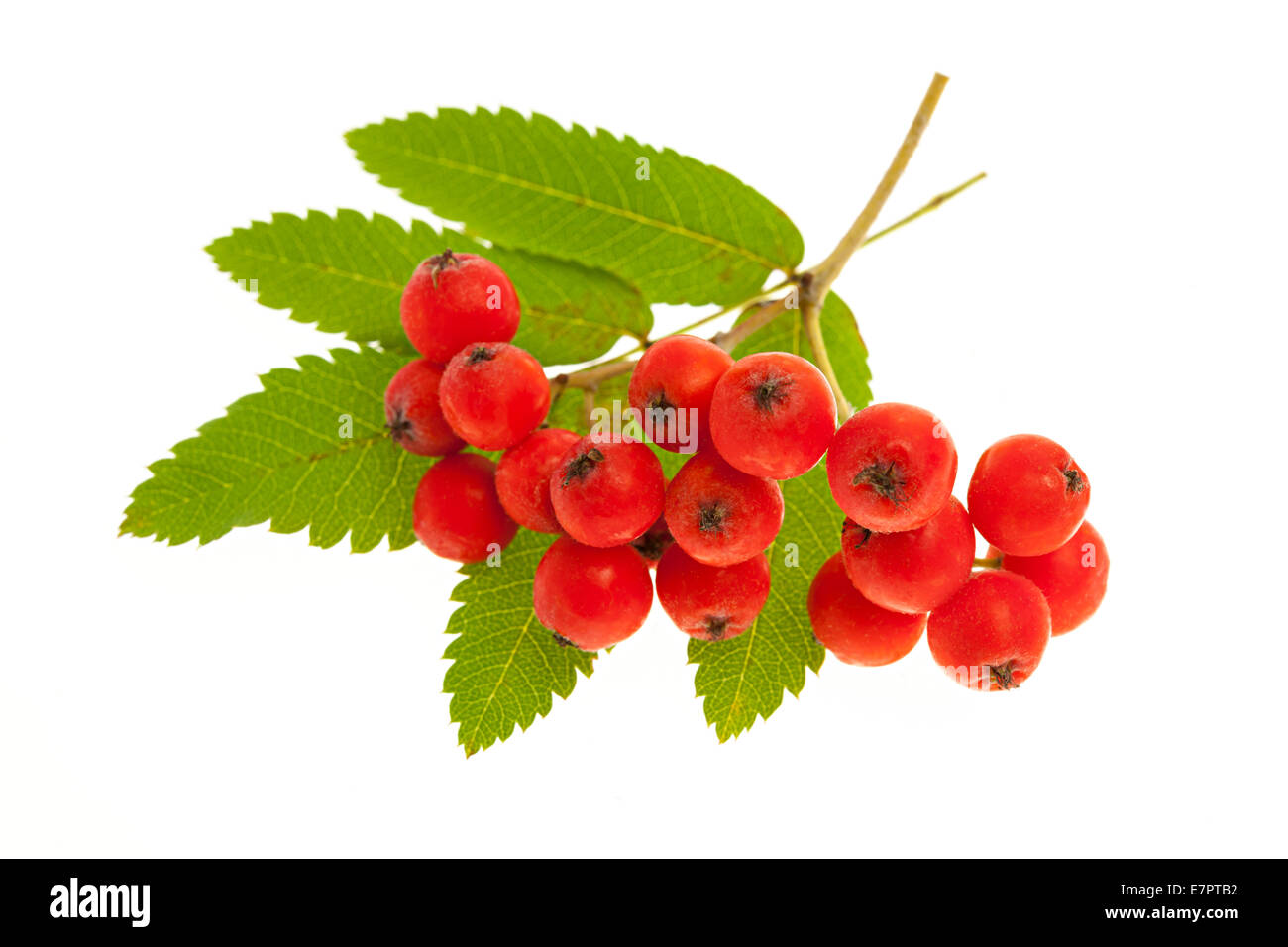 Red mountain ash ou rowan berries isolé sur fond blanc Banque D'Images