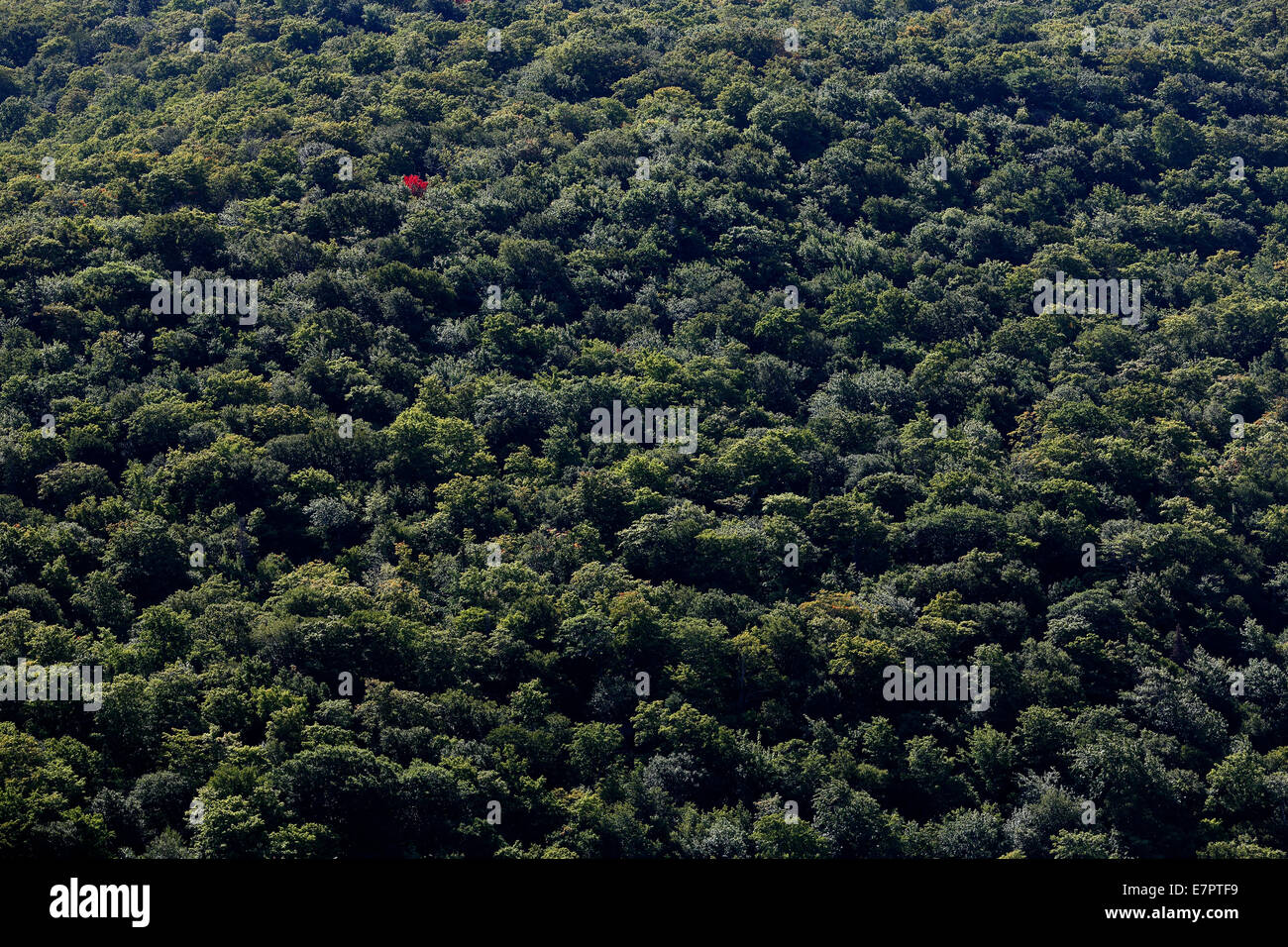 Arbre isolé avec feuillage rouge, Cape Breton Highlands National Park, Nova Scotia, Canada Banque D'Images