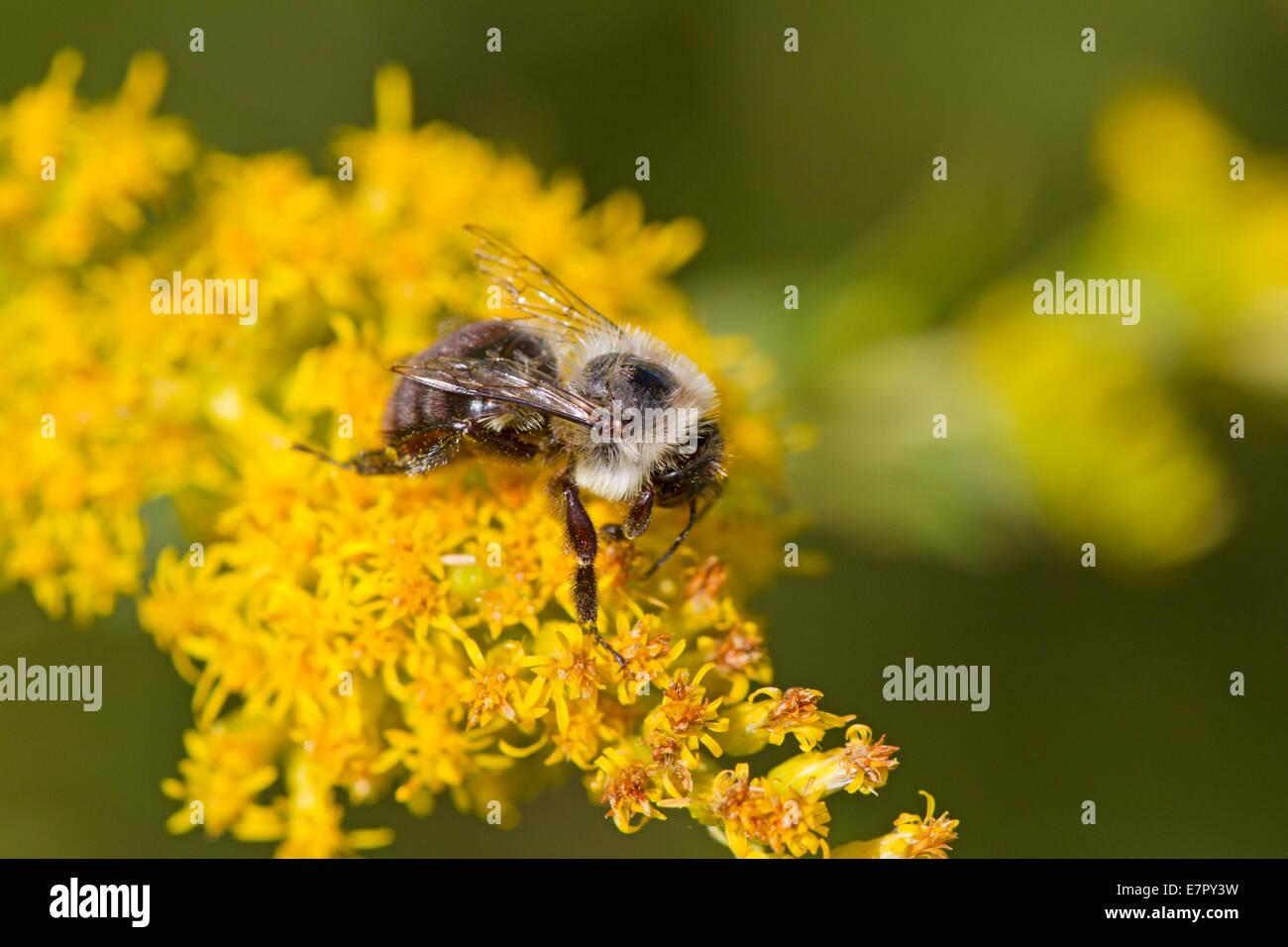L'est commun de bourdons (Bombus impatiens) sur fleur Banque D'Images