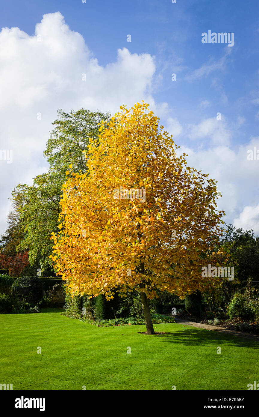 Liriodendron tulipifera arbre à feuillage de l'automne en UK Banque D'Images
