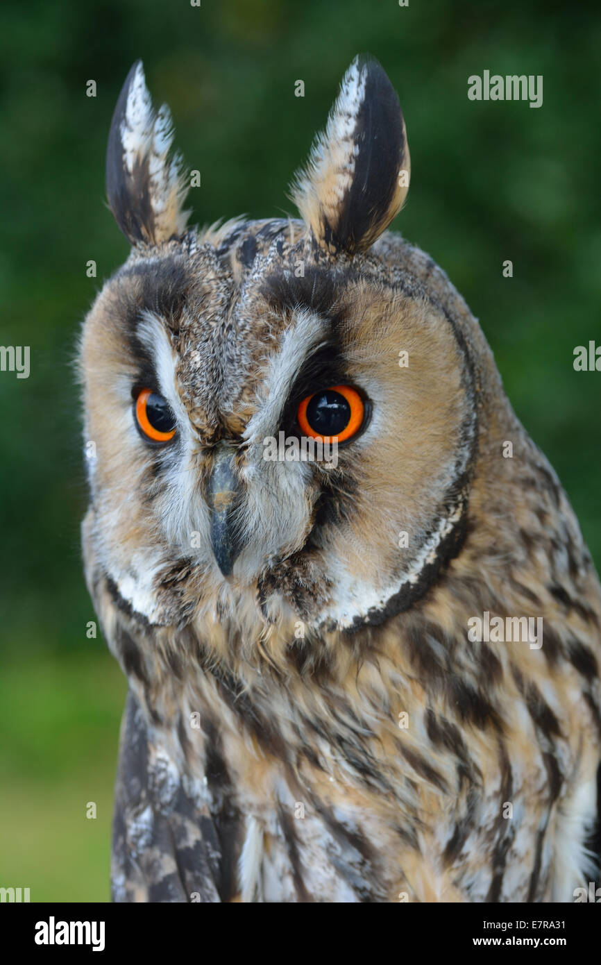 Grand Hibou Banque D'Images