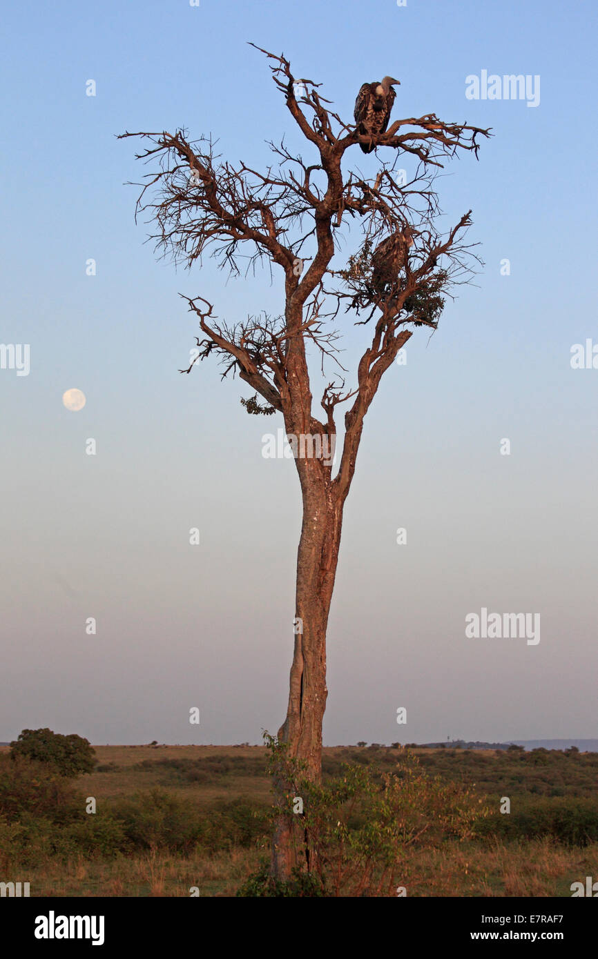 Deux vautours blancs africains soutenus dans un arbre au lever du soleil avec une pleine lune dans le Masai Mara Banque D'Images