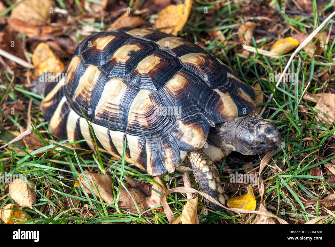 La tortue terrestre, la tortue d'Hermann Testudo hermanni, Banque D'Images
