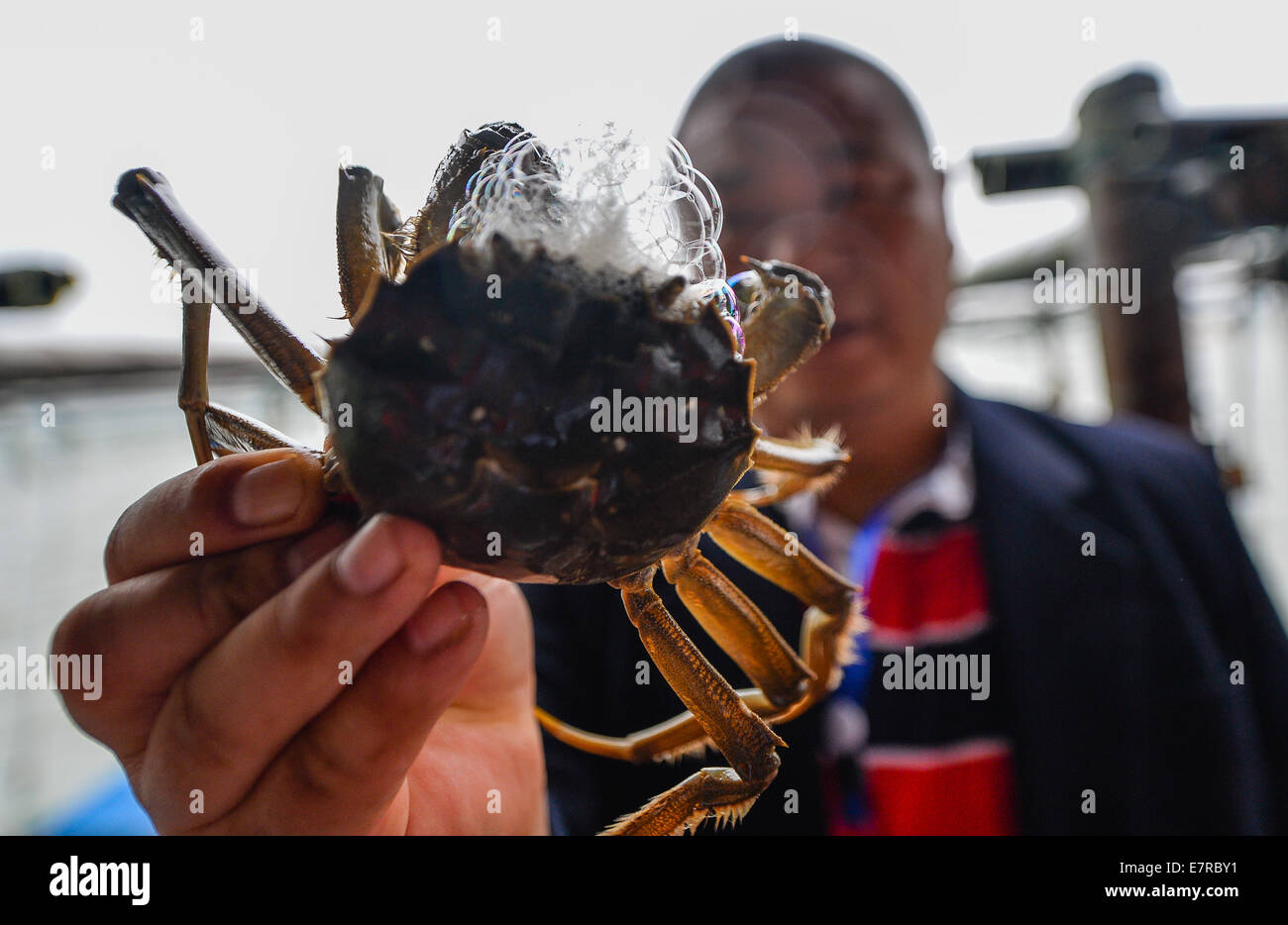Kunshan, Chine, province de Jiangsu. Sep 23, 2014. Un pêcheur démontre un crabe chinois sur le lac Yangcheng dans Bacheng ville de Kunshan, Jiangsu Province de Chine orientale, 23 septembre 2014. La saison de récolte 2014 pour le crabe chinois (Eriocheir sinensis) dans le lac Yangcheng, une principale région productrice, a commencé mardi. Également connue sous le nom de crabe d'écluse, le crabe chinois sont favorisés par de nombreux amateurs de cuisine gastronomique et se vendent bien en ligne et dans de véritables marchés © Li Xiang/Xinhua/Alamy Live News Banque D'Images
