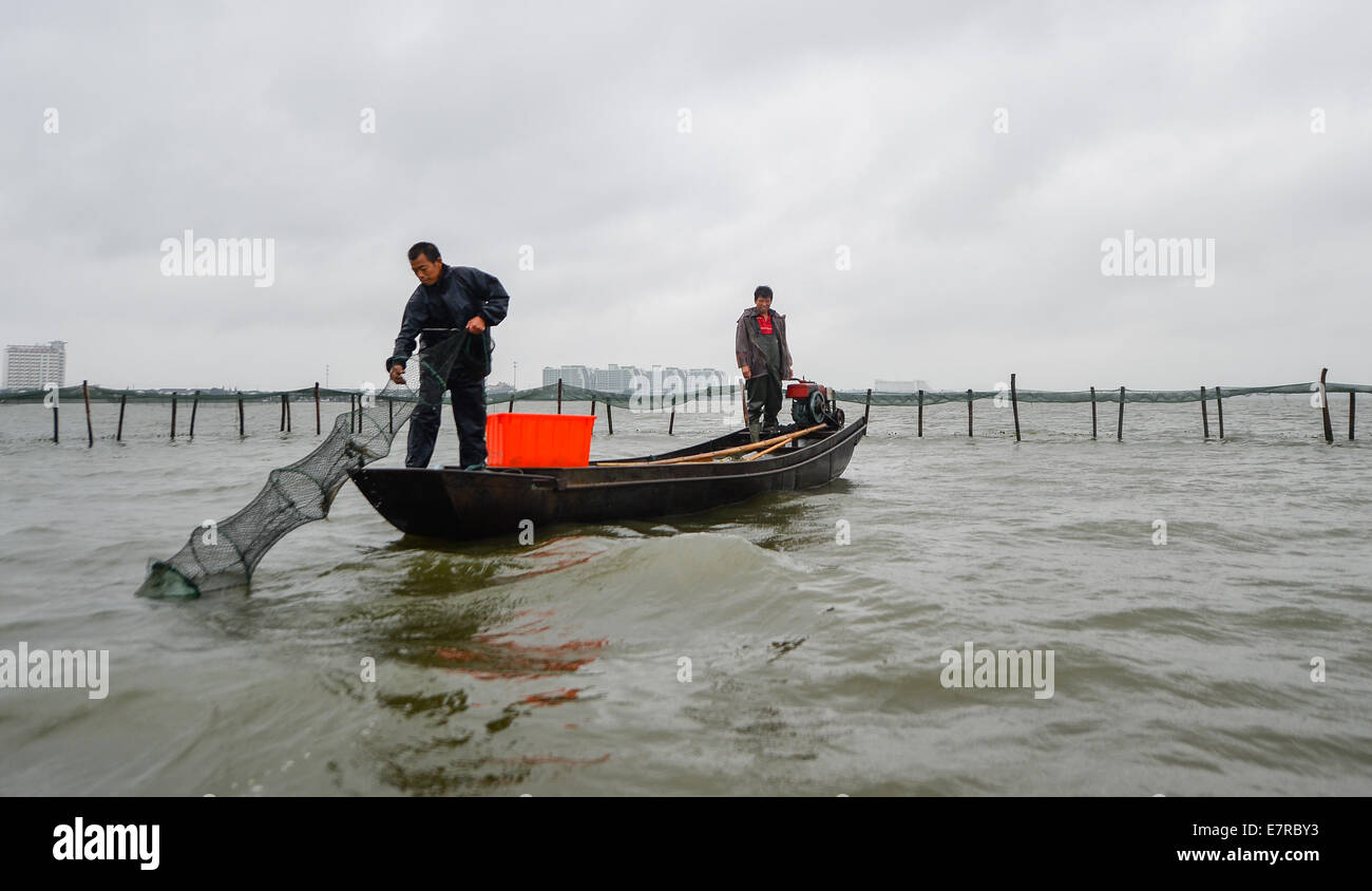 Kunshan, Chine, province de Jiangsu. Sep 23, 2014. Deux pêcheurs de crabes chinois récolte l'Yangcheng Lake dans Bacheng ville de Kunshan, Jiangsu Province de Chine orientale, 23 septembre 2014. La saison de récolte 2014 pour le crabe chinois (Eriocheir sinensis) dans le lac Yangcheng, une principale région productrice, a commencé mardi. Également connue sous le nom de crabe d'écluse, le crabe chinois sont favorisés par de nombreux amateurs de cuisine gastronomique et se vendent bien en ligne et dans de véritables marchés © Li Xiang/Xinhua/Alamy Live News Banque D'Images