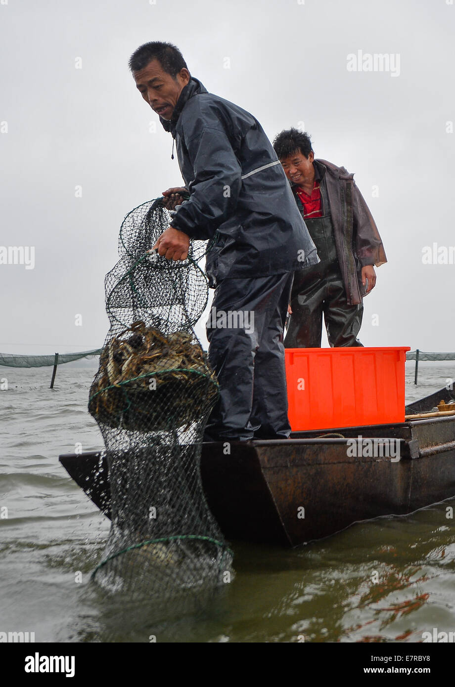 Kunshan, Chine, province de Jiangsu. Sep 23, 2014. Deux pêcheurs de crabes chinois récolte l'Yangcheng Lake dans Bacheng ville de Kunshan, Jiangsu Province de Chine orientale, 23 septembre 2014. La saison de récolte 2014 pour le crabe chinois (Eriocheir sinensis) dans le lac Yangcheng, une principale région productrice, a commencé mardi. Également connue sous le nom de crabe d'écluse, le crabe chinois sont favorisés par de nombreux amateurs de cuisine gastronomique et se vendent bien en ligne et dans de véritables marchés © Li Xiang/Xinhua/Alamy Live News Banque D'Images