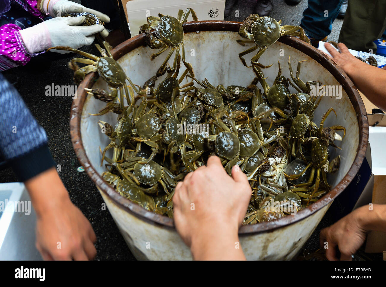 Kunshan, Chine, province de Jiangsu. Sep 23, 2014. Lier les pêcheurs de crabes chinois récoltés pour en vendre au détail près du lac Yangcheng dans Bacheng ville de Kunshan, Jiangsu Province de Chine orientale, 23 septembre 2014. La saison de récolte 2014 pour le crabe chinois (Eriocheir sinensis) dans le lac Yangcheng, une principale région productrice, a commencé mardi. Également connue sous le nom de crabe d'écluse, le crabe chinois sont favorisés par de nombreux amateurs de cuisine gastronomique et se vendent bien en ligne et dans de véritables marchés © Li Xiang/Xinhua/Alamy Live News Banque D'Images