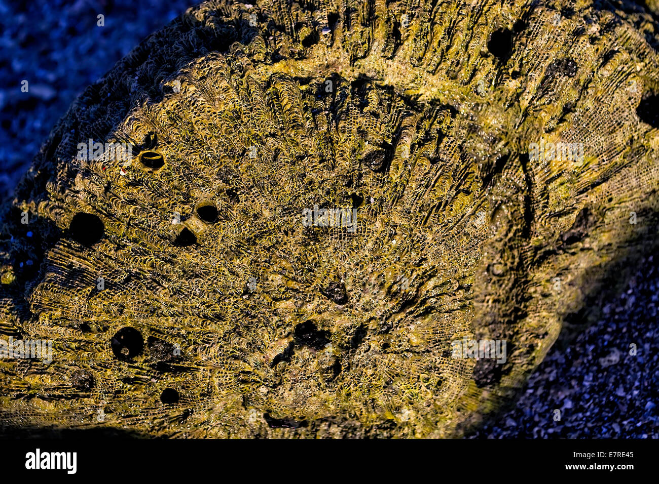 Close-up de coraux morts humide le long beach, Philippines Banque D'Images