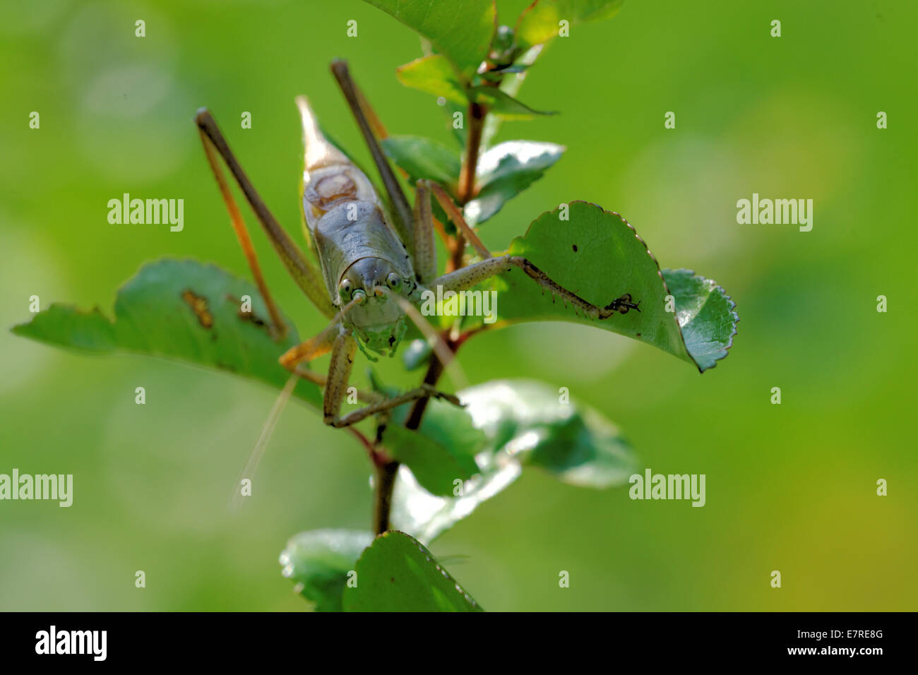 Tettigonia cantans est une espèce d'katydids appartenant à la famille Tettigoniidae sous-famille Tettigoniinae. Banque D'Images