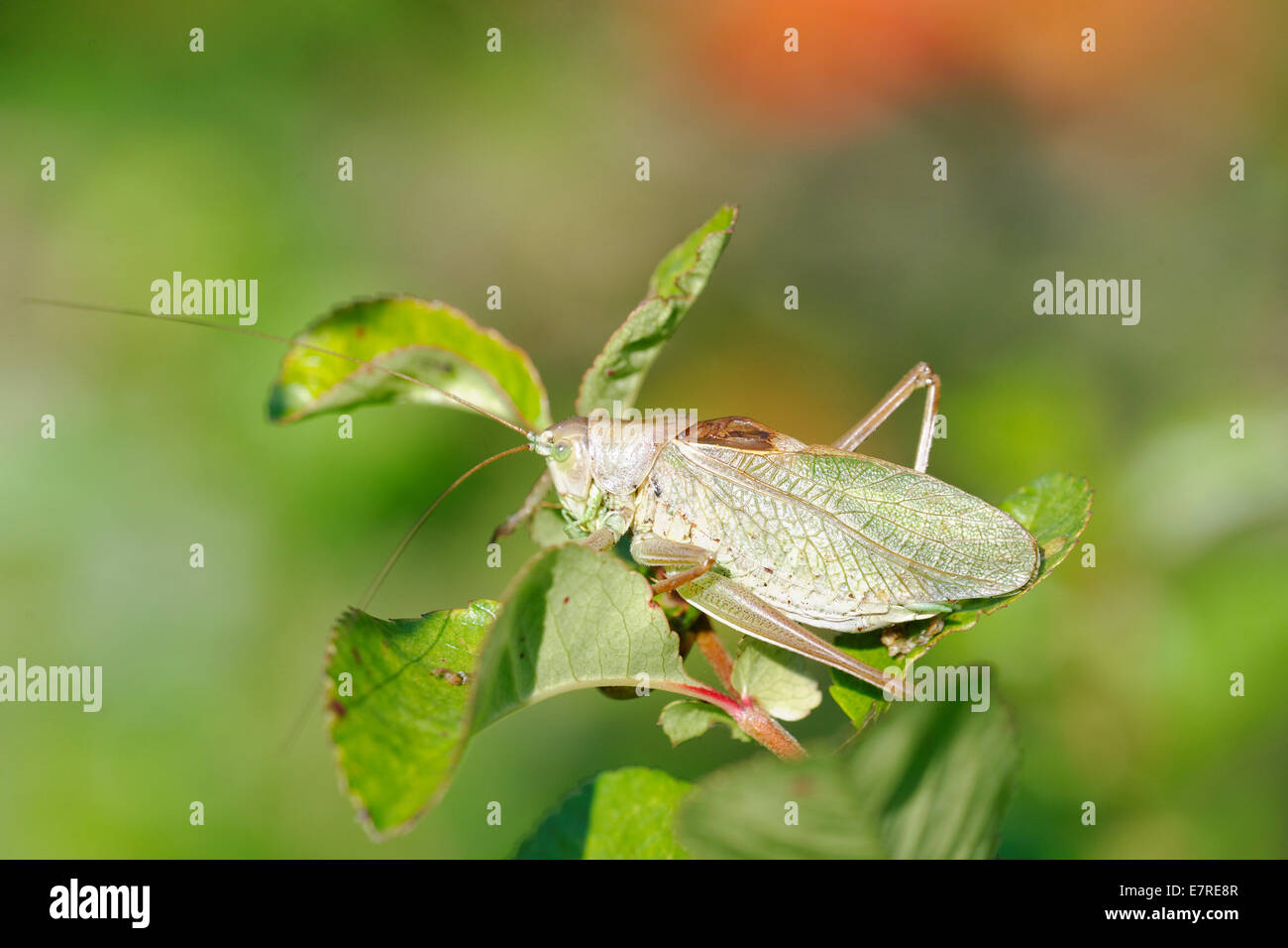 Tettigonia cantans est une espèce d'katydids appartenant à la famille Tettigoniidae sous-famille Tettigoniinae. Banque D'Images