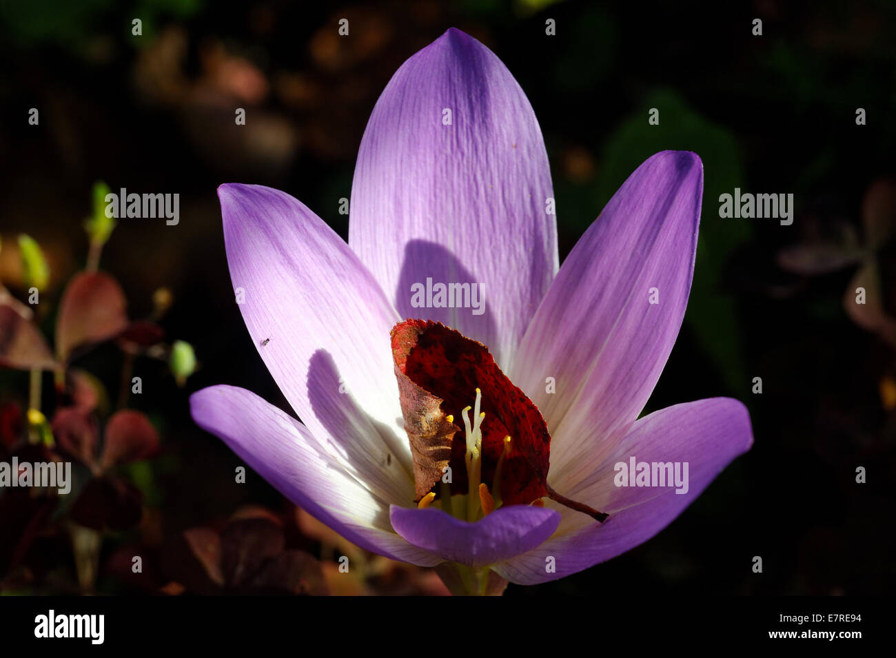 Fleur d'automne (crocus d'automne, Colchicinum autumnale), la floraison en septembre. Banque D'Images