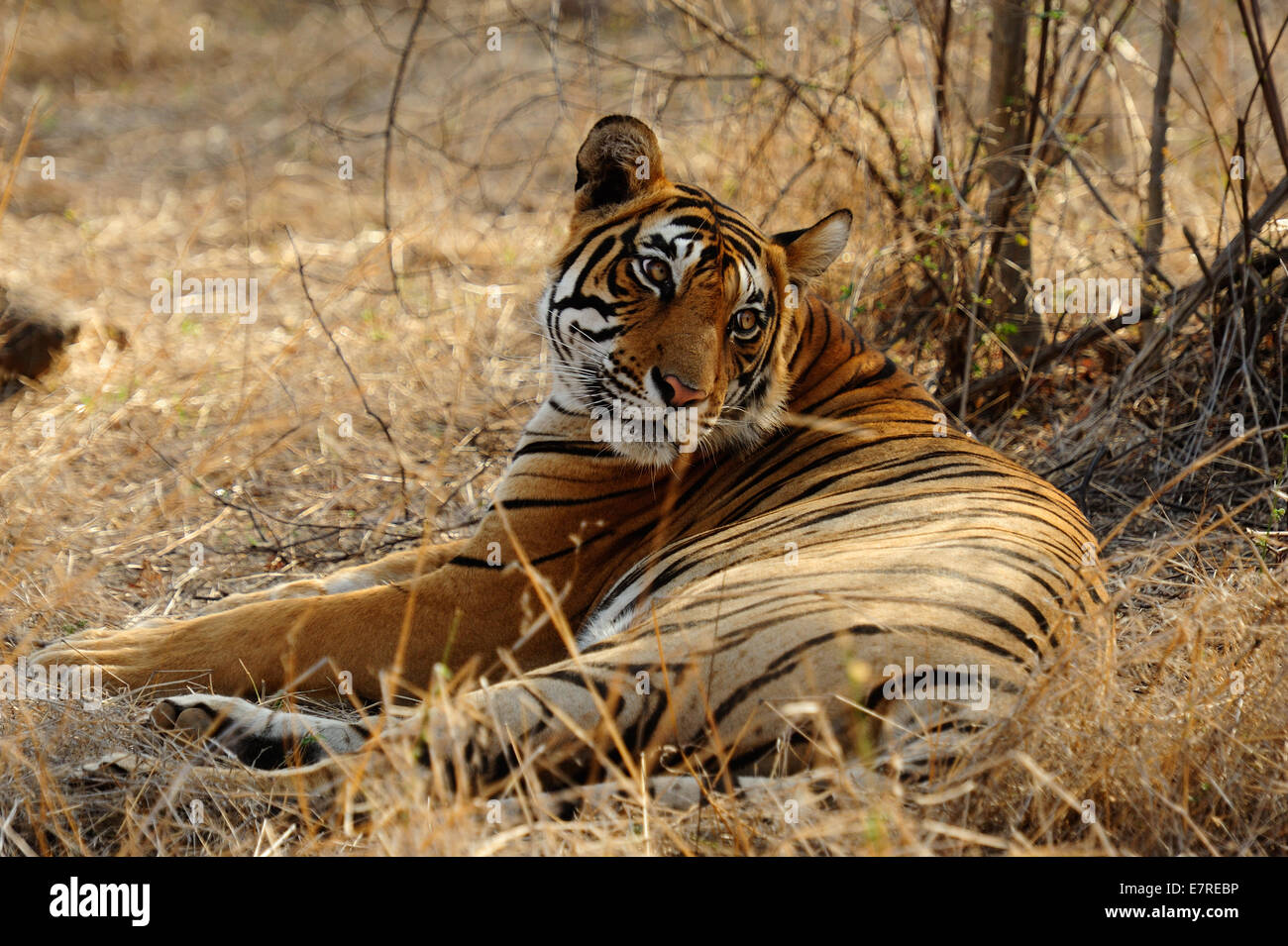 Tigre du Bengale Panthera tigris tigris, félidés, Parc National de Rathambore, Rajsthan, Inde, Asie Banque D'Images