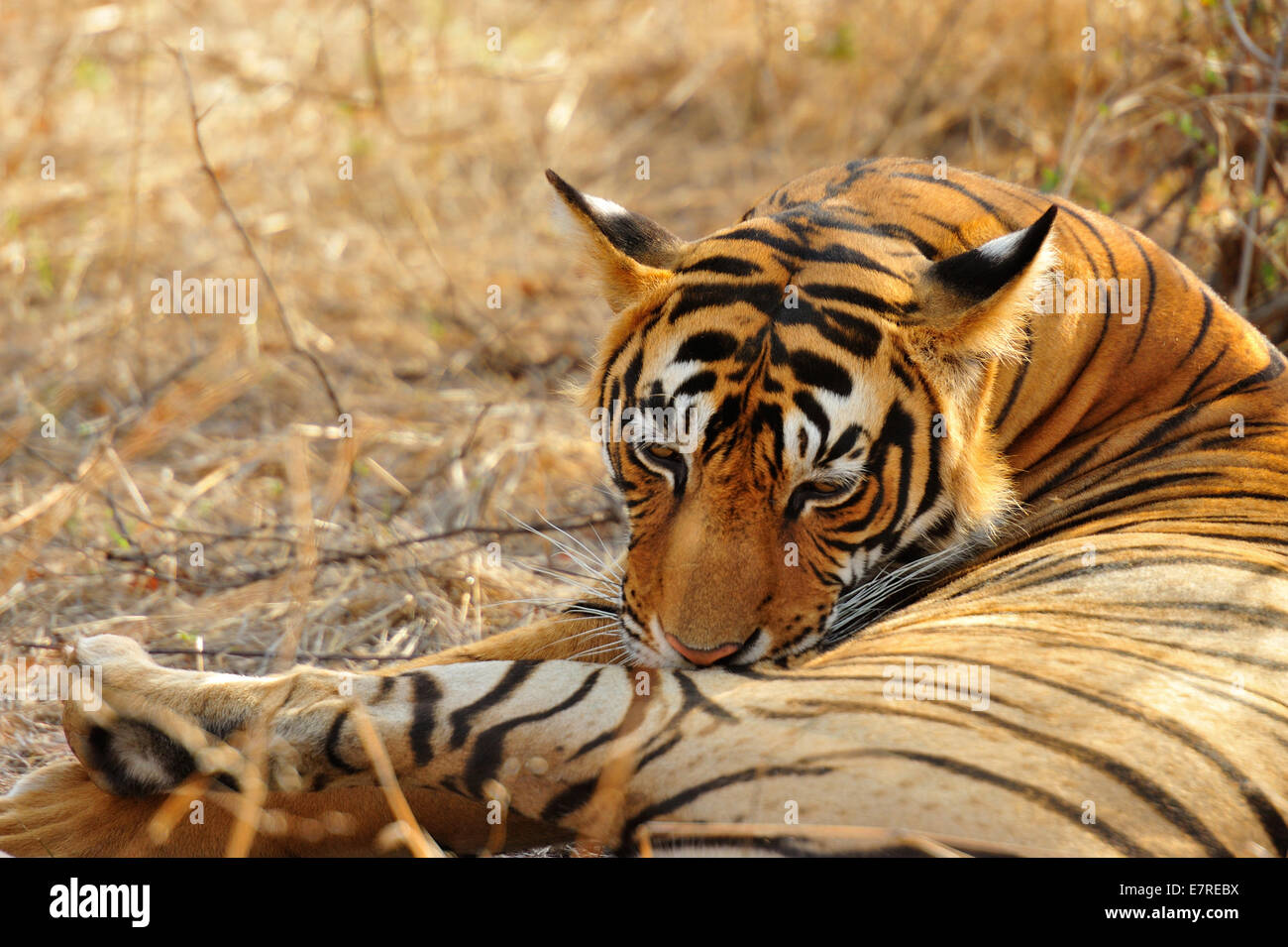 Tigre du Bengale Panthera tigris tigris, félidés, Parc National de Rathambore, Rajsthan, Inde, Asie Banque D'Images