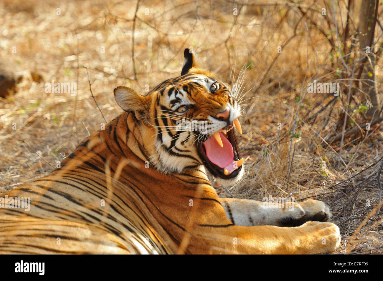 Tigre du Bengale Panthera tigris tigris, félidés, Parc National de Rathambore, Rajsthan, Inde, Asie Banque D'Images