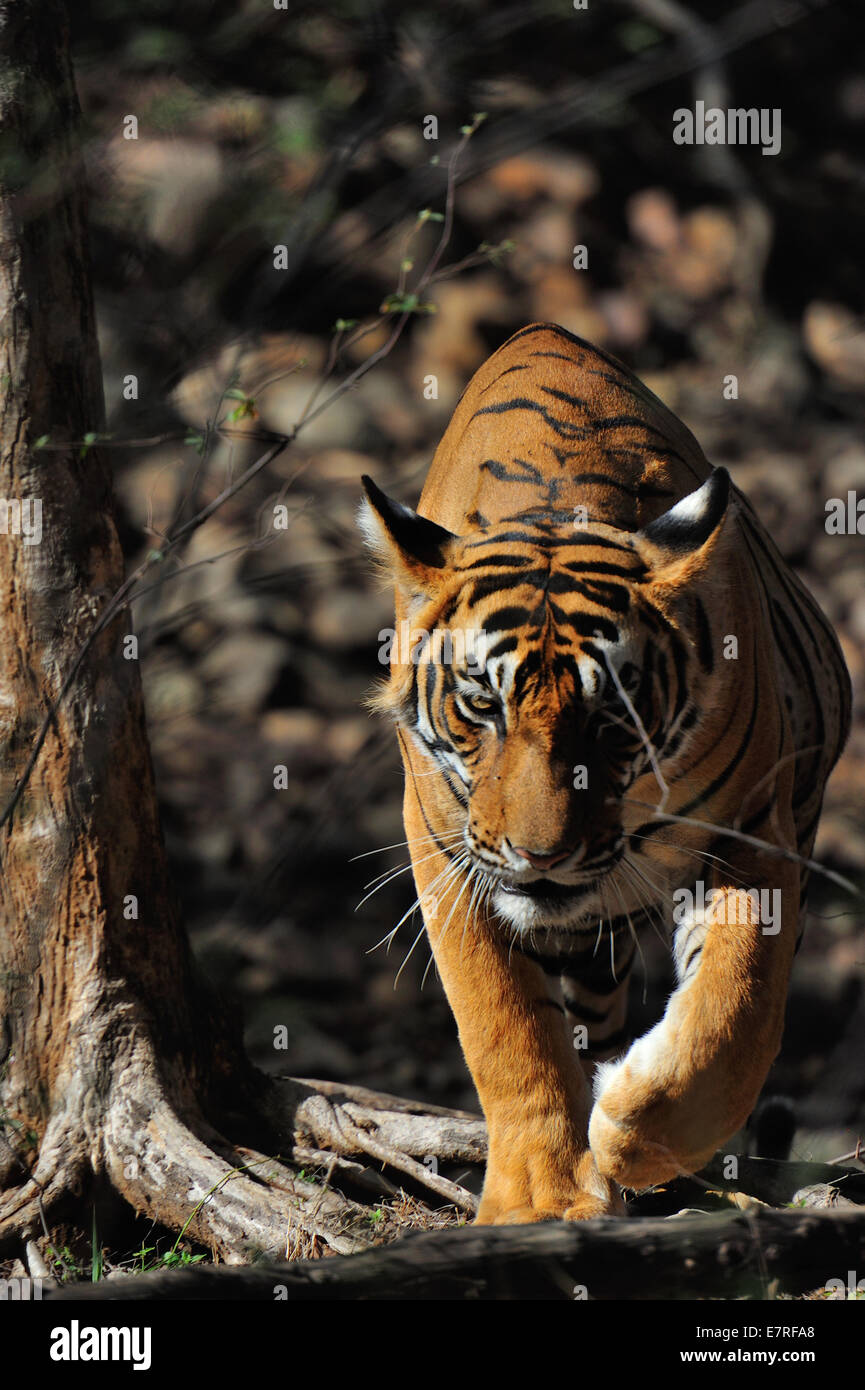 Tigre du Bengale Panthera tigris tigris, félidés, Parc National de Rathambore, Rajsthan, Inde, Asie Banque D'Images