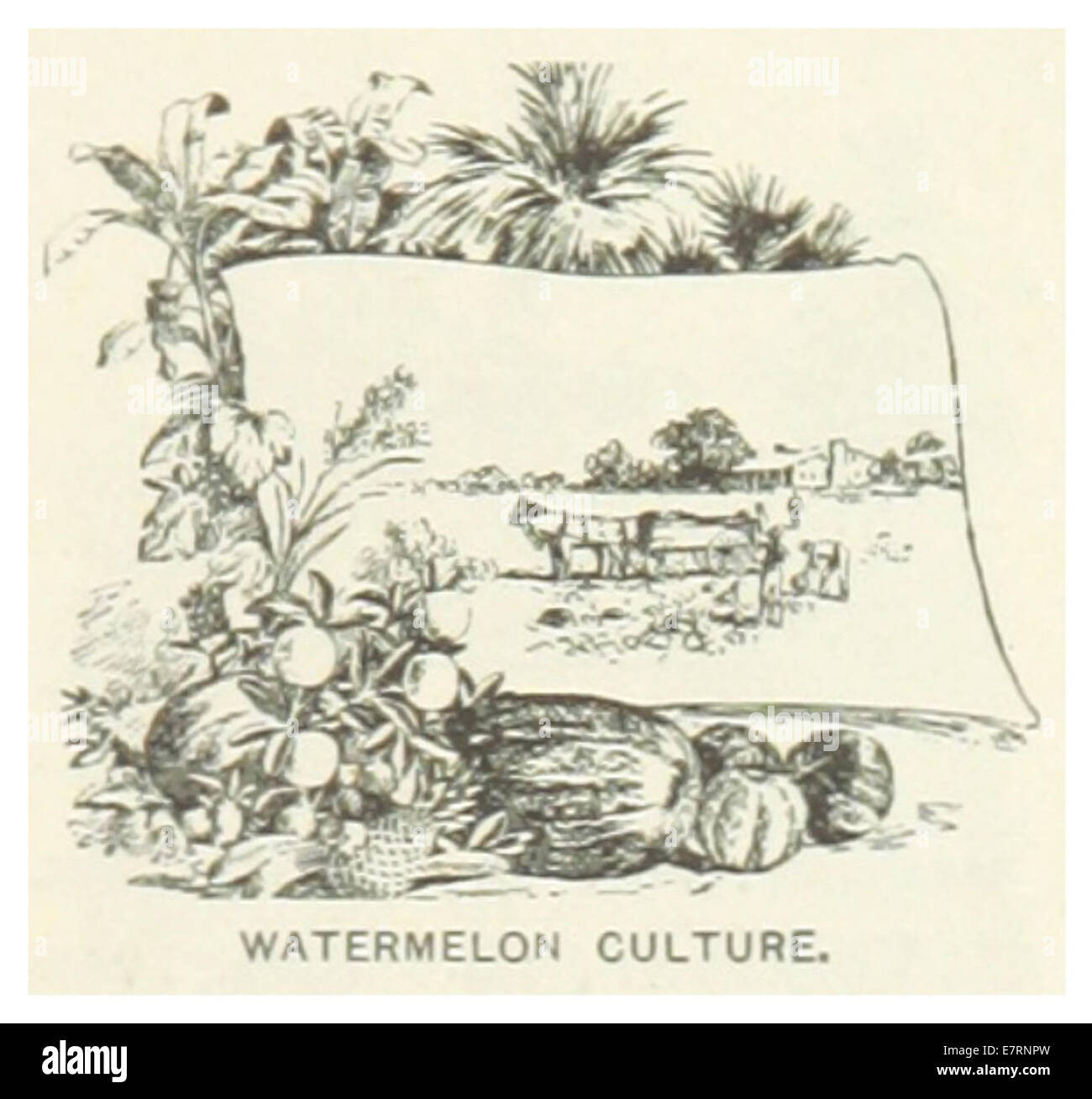 Une illustration de 1891 représentant la culture et la culture des pastèques en Géorgie, États-Unis, soulignant les pratiques agricoles et l'importance de l'élevage de pastèques dans la région. Banque D'Images