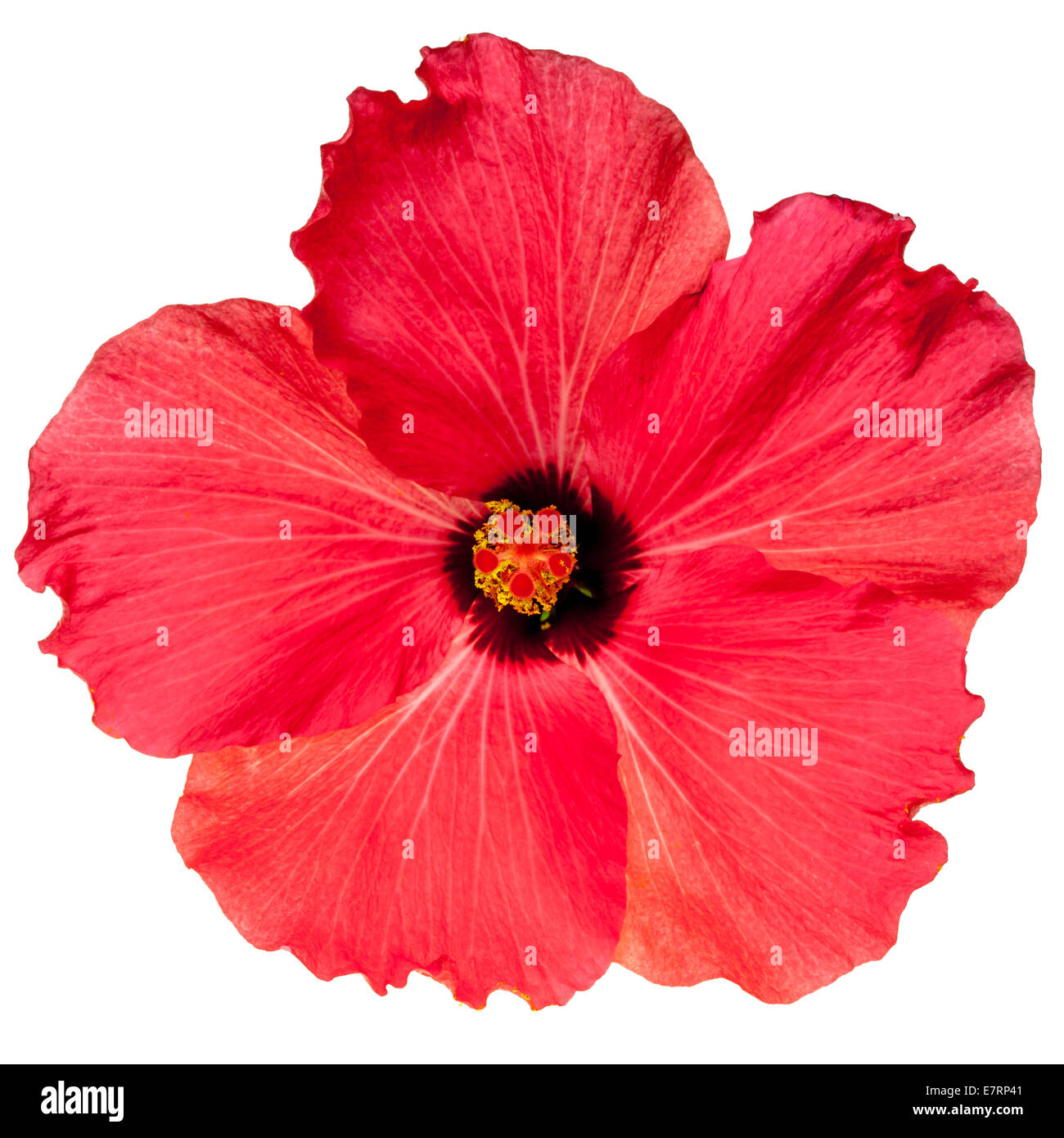 Chaud rose fleur d'hibiscus tropical isolé sur un fond blanc, pur Banque D'Images