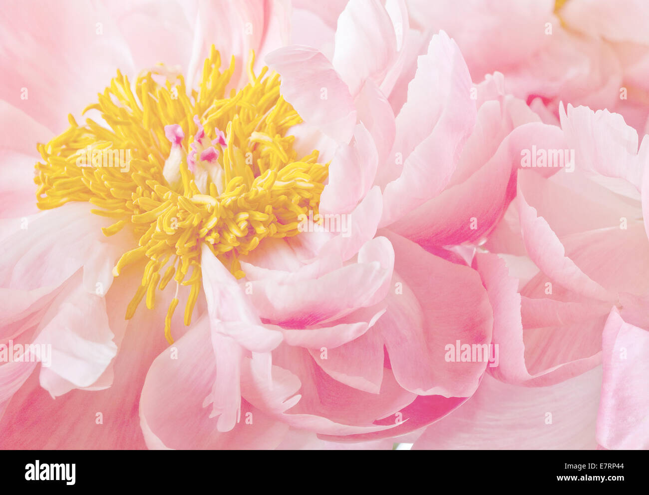Clair rose pivoine pivoines fleurs jaune Floral High Key Banque D'Images