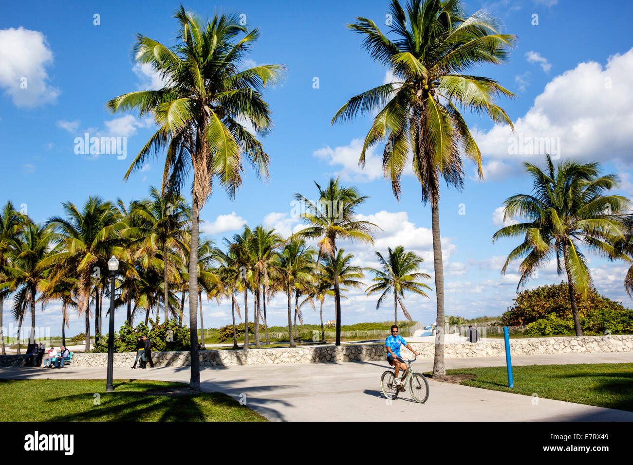 Miami Beach Florida,Lummus Park,Serpentine Trail,palmiers,piste cyclable,homme hommes,vélo,vélo,vélo,vélo,équitation,vélo,pilote,bon temps,tropical, Banque D'Images