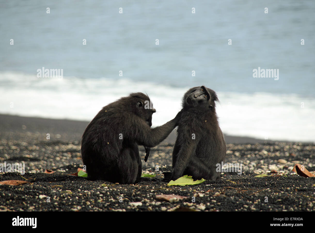 Le macaque à crête noire aka les Célèbes macaques (Macaca Nigra) Nettoyage les uns les autres sur la rive, Tangkoko, Indonésie Banque D'Images