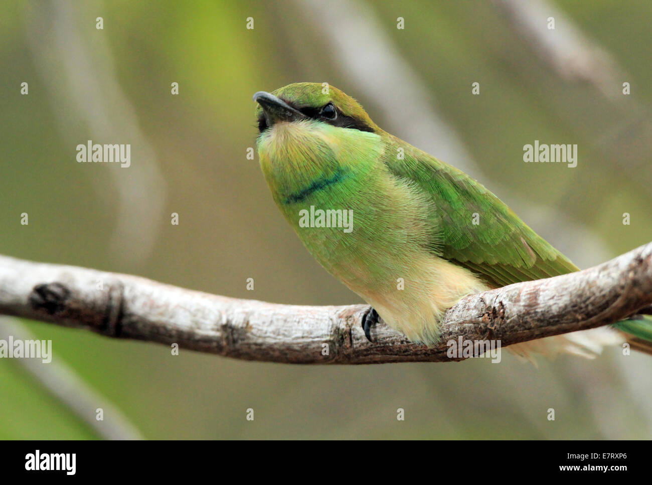 Green Guêpier (Merops orientalis) sur une branche, le Parc National de Bundala, Sri Lanka Banque D'Images