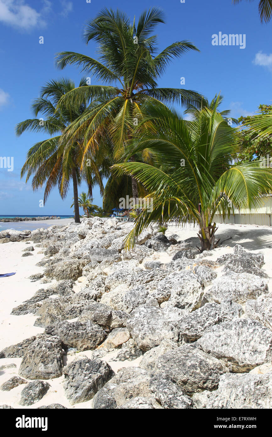 Plage des Caraïbes, les palmiers, le sable, les cocotiers, le ciel bleu Banque D'Images