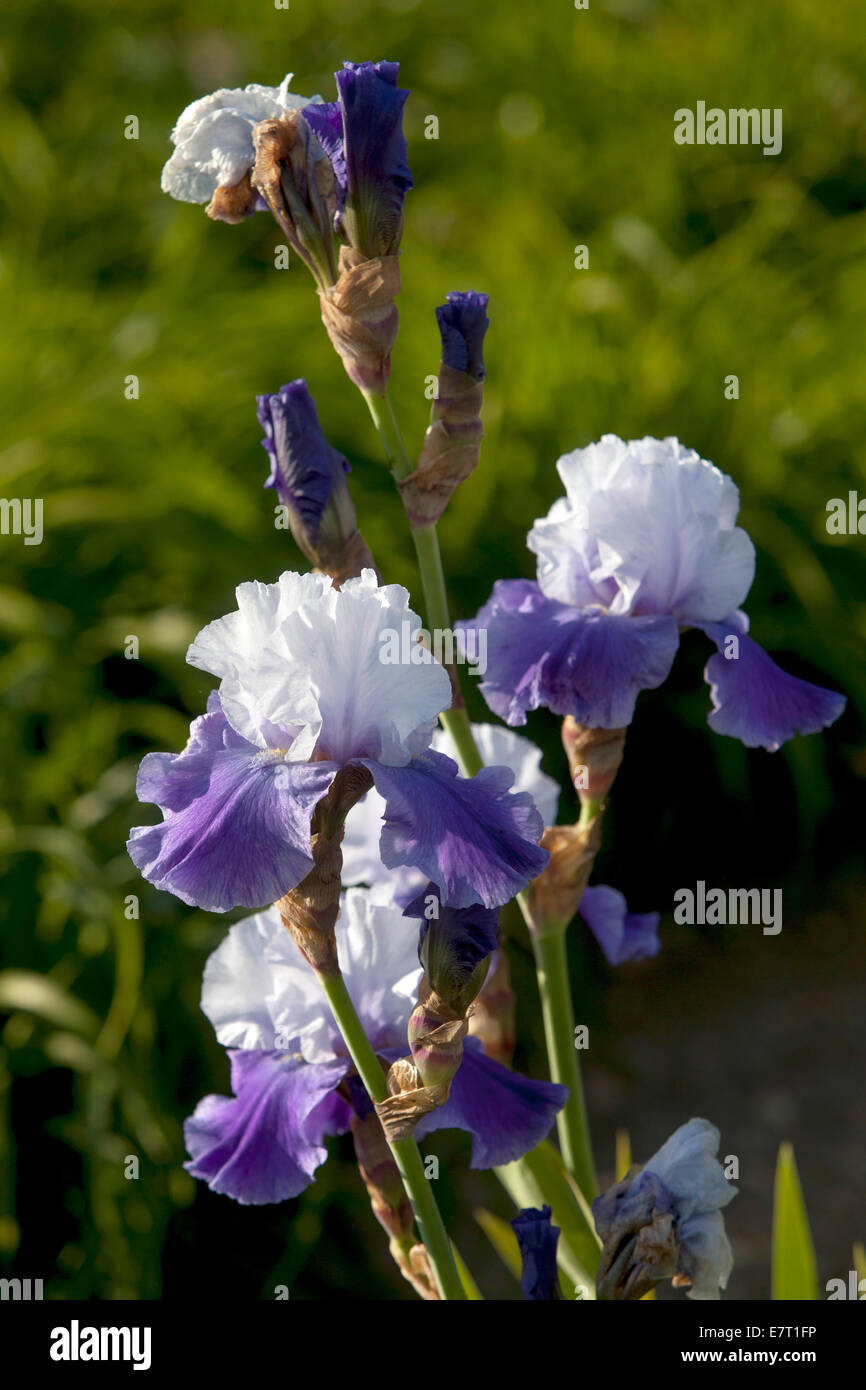 Fleurs colorées dans le jardin Banque D'Images