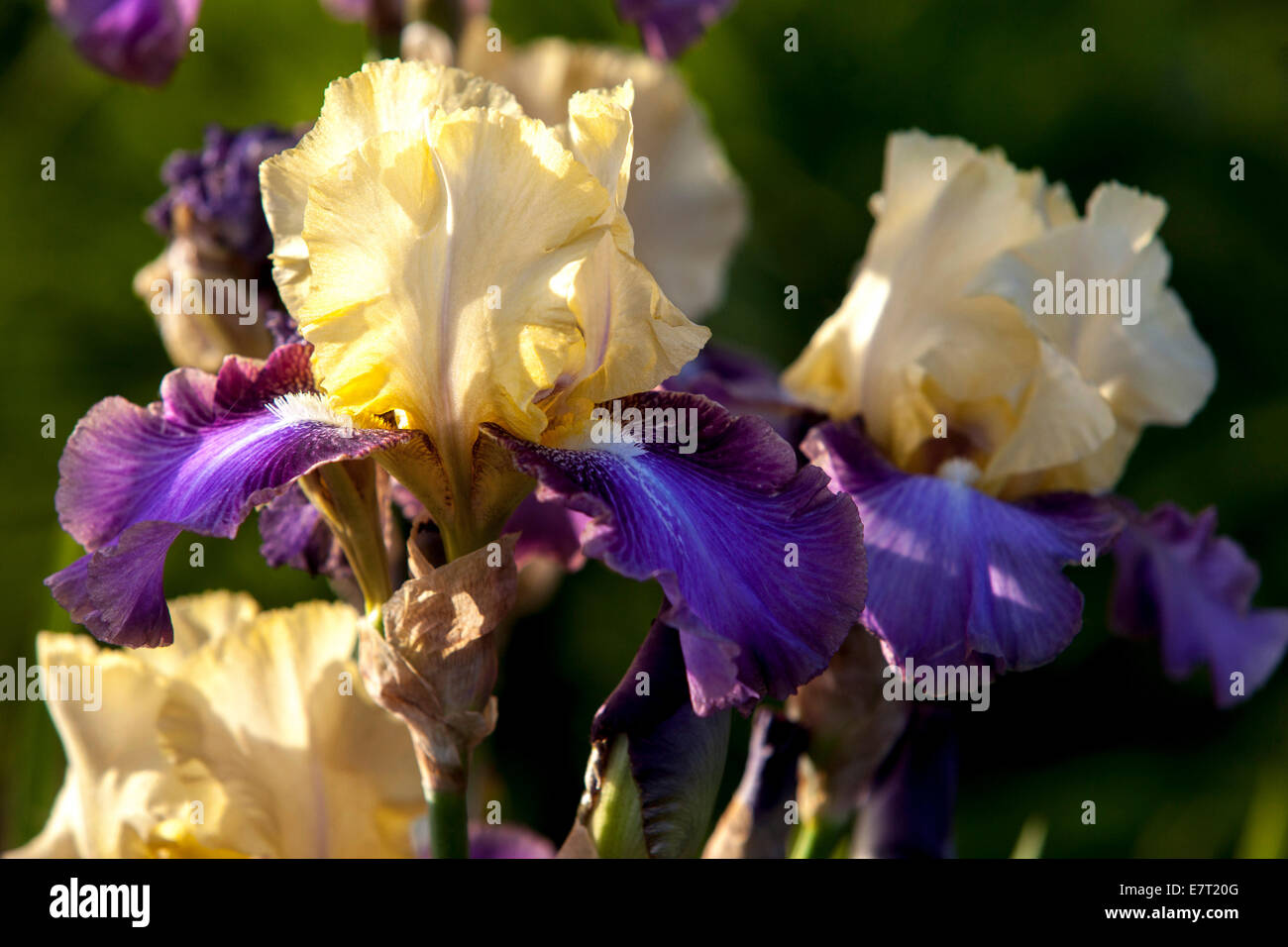 Iris Bearded Irises pâle pastel beige iris Banque D'Images