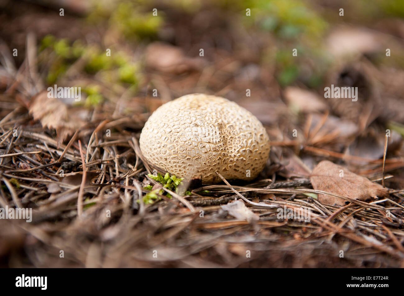 Pas comestibles Scleroderma aurantium puffball Banque D'Images