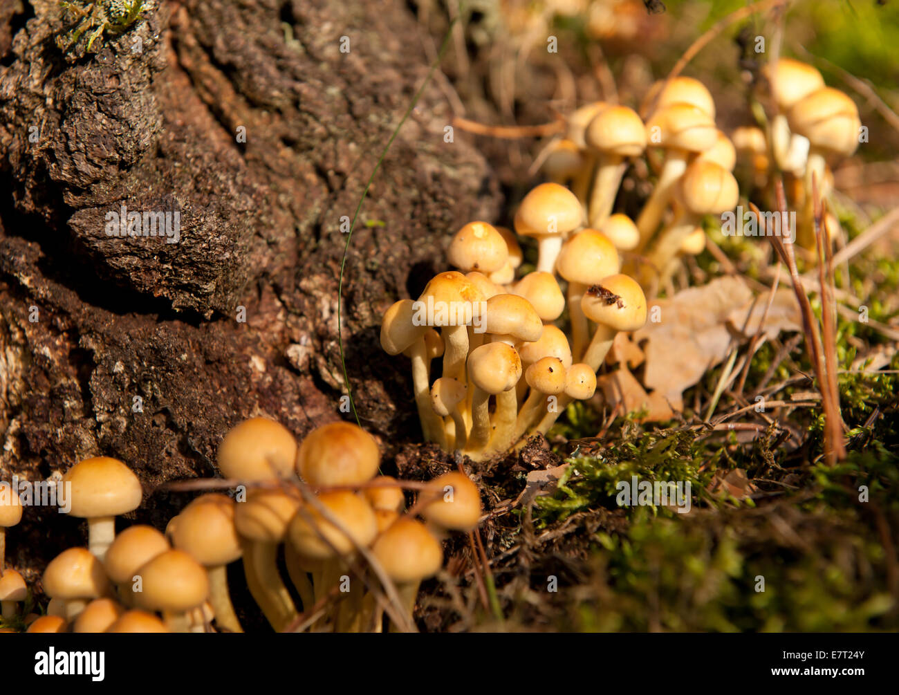 Pas comestible Hypholoma fasciculare Banque D'Images