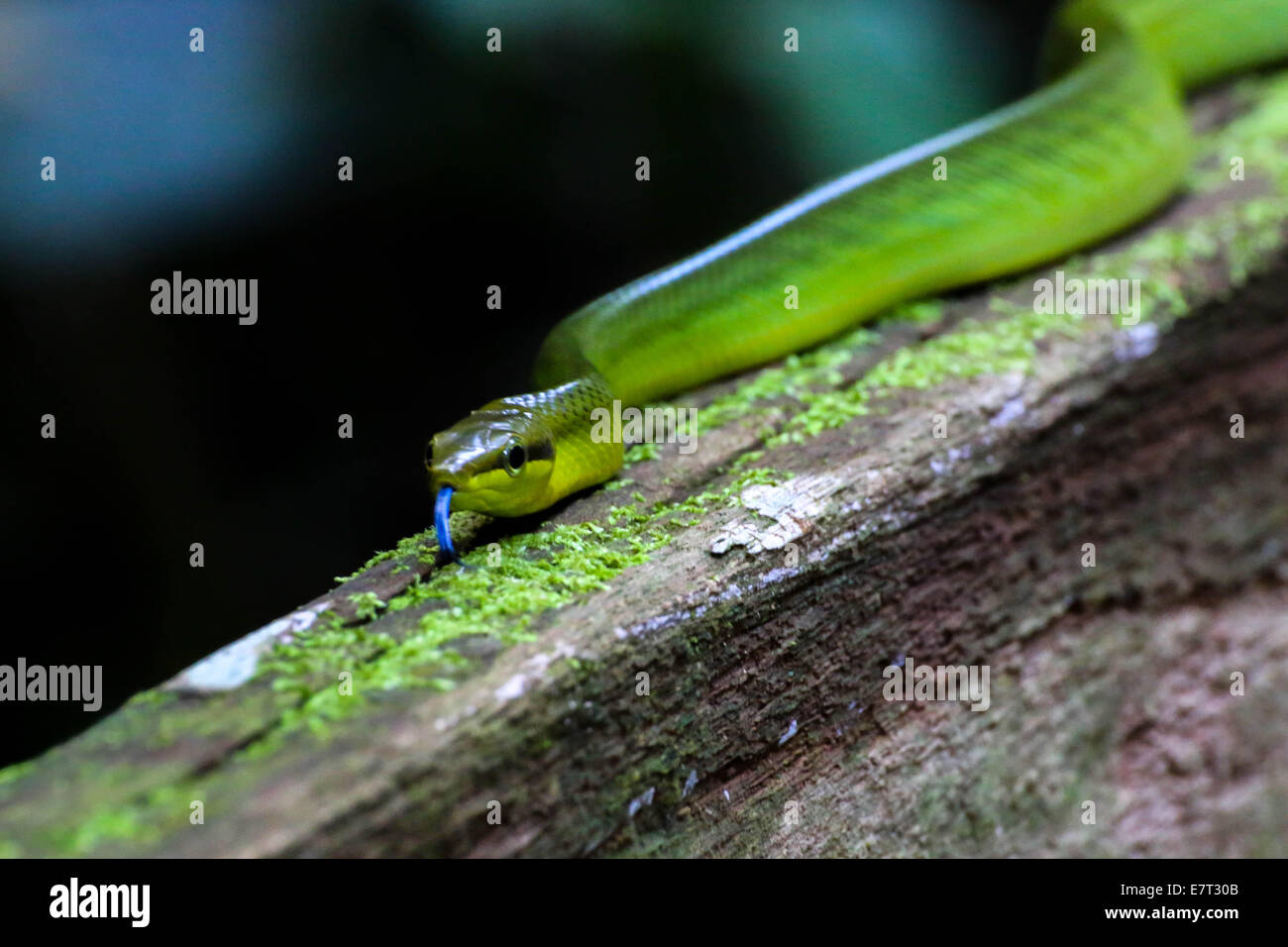 Serpent vert déménagement sur un morceau de bois dans la région de Mulu National Park Banque D'Images