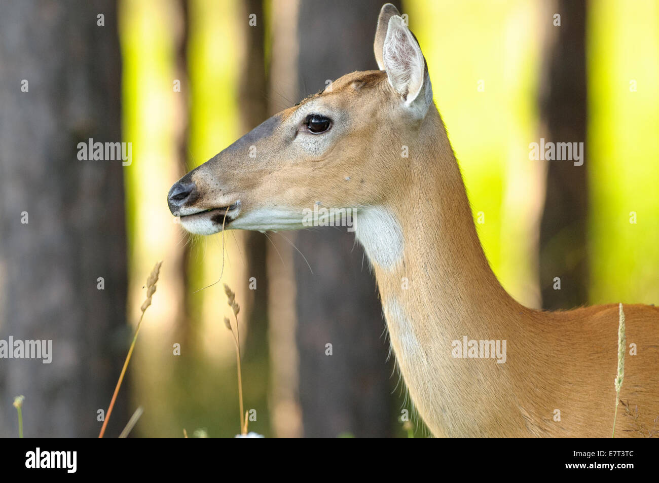 Cerf de Virginie Odocoileus virginianus, femme, Canaan Valley National Wildlife Refuge, Canaan Valley, West Virginia USA. Banque D'Images