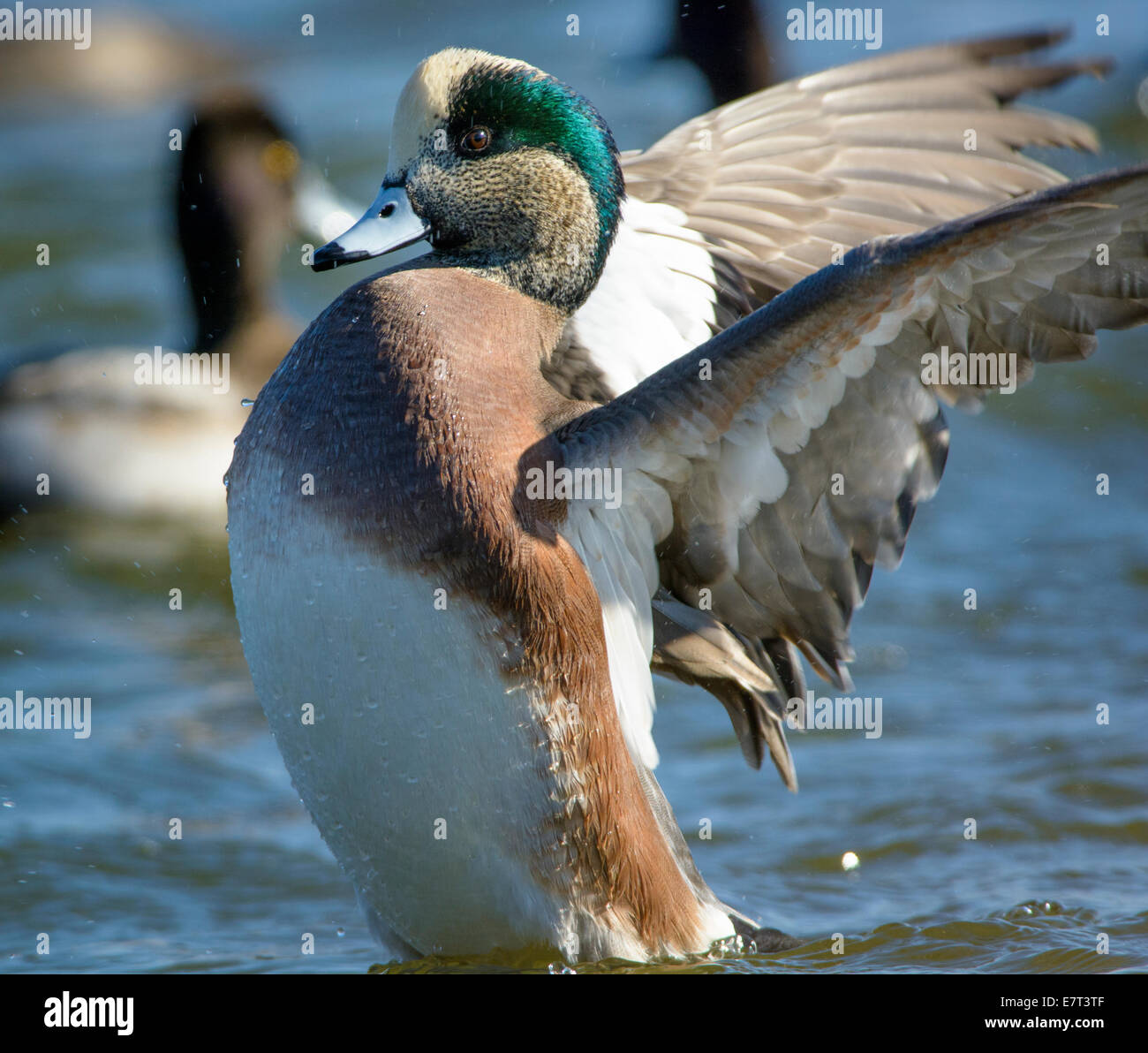 Canard siffleur Canard américain drake, Choptank River, la baie de Chesapeake, Cambridge, Maryland, USA Banque D'Images