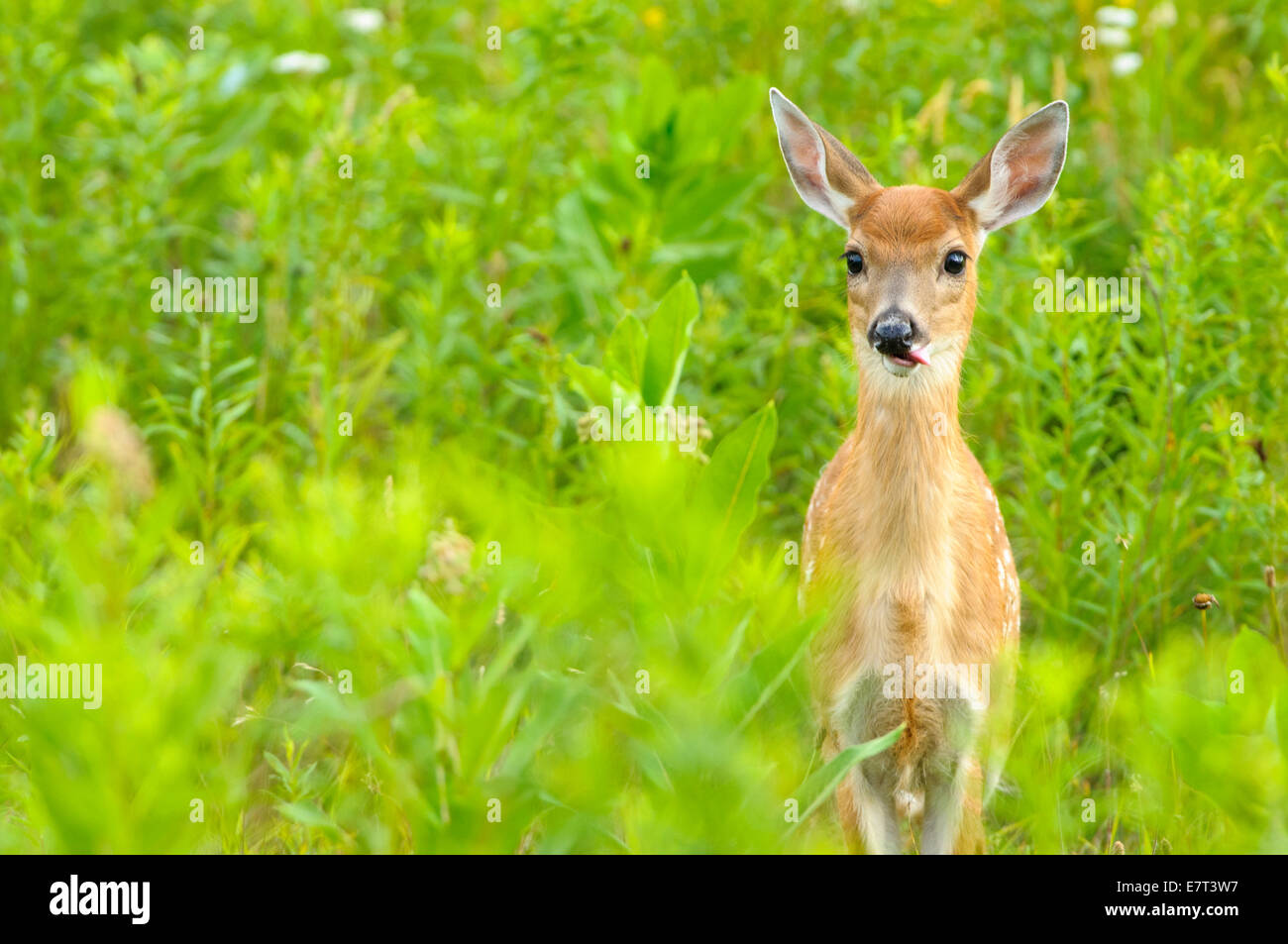 Cerf de Virginie Odocoileus virginianus, fauve, Canaan Valley National Wildlife Refuge, Canaan Valley, West Virginia USA. Banque D'Images