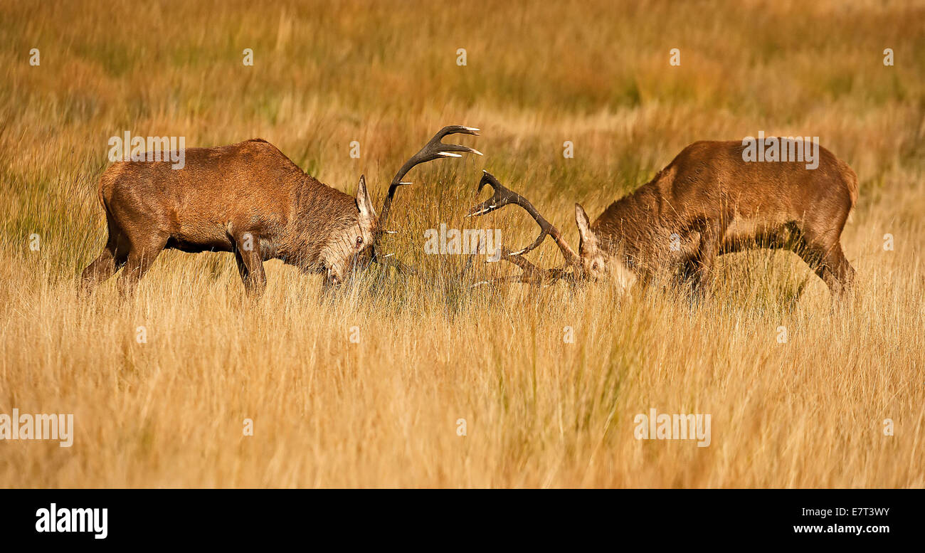 Deux rouges berghoff d'ornières en automne à Richmond Park Banque D'Images