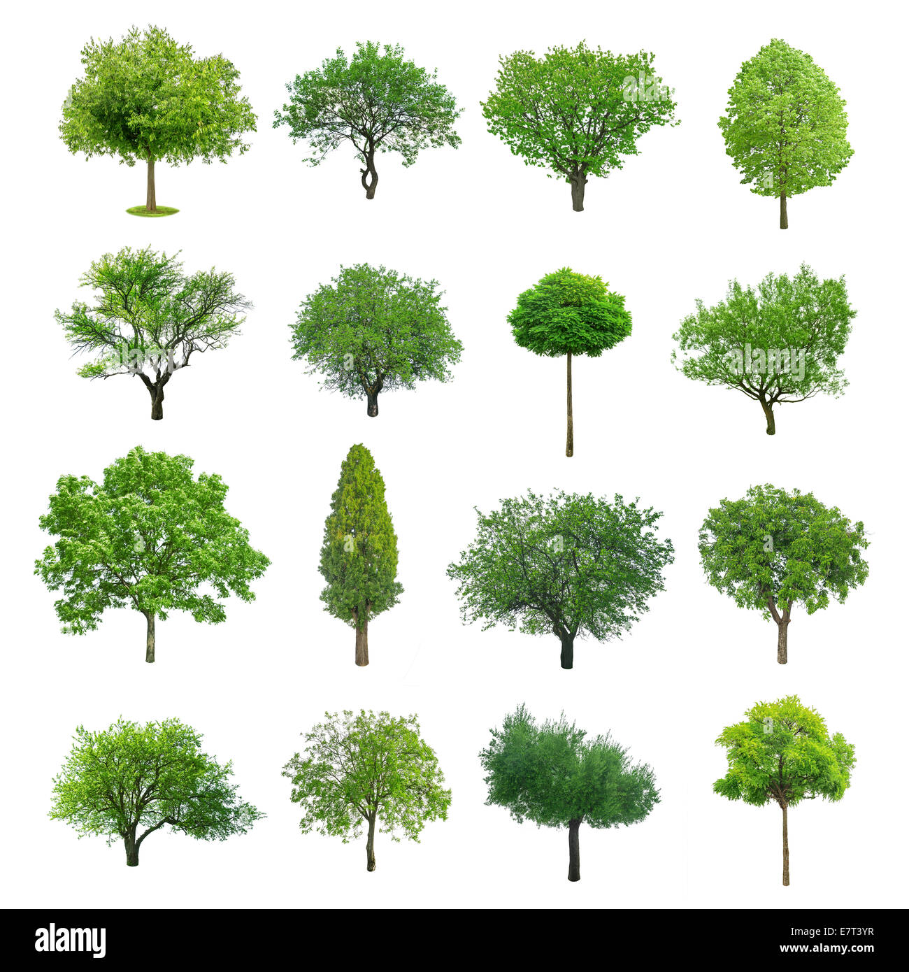 Ensemble d'arbres différentes isolated on white Banque D'Images