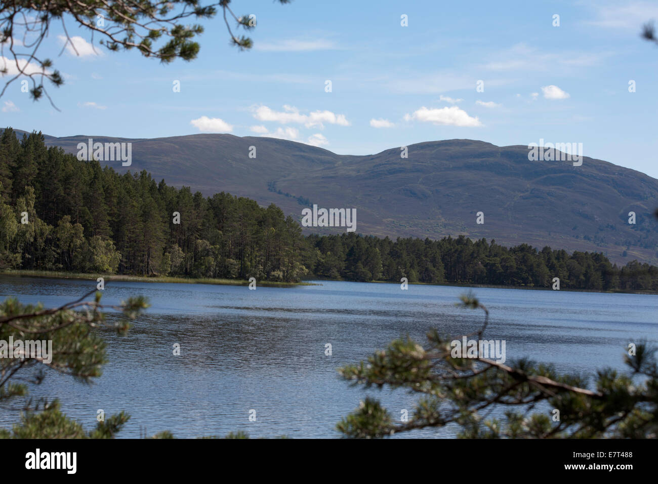 Rivage boisé le Loch Garten Abernethy Forêt entre Grantown et collines de Cromdale Aviemore Highlands Speyside derrière l'Ecosse Banque D'Images