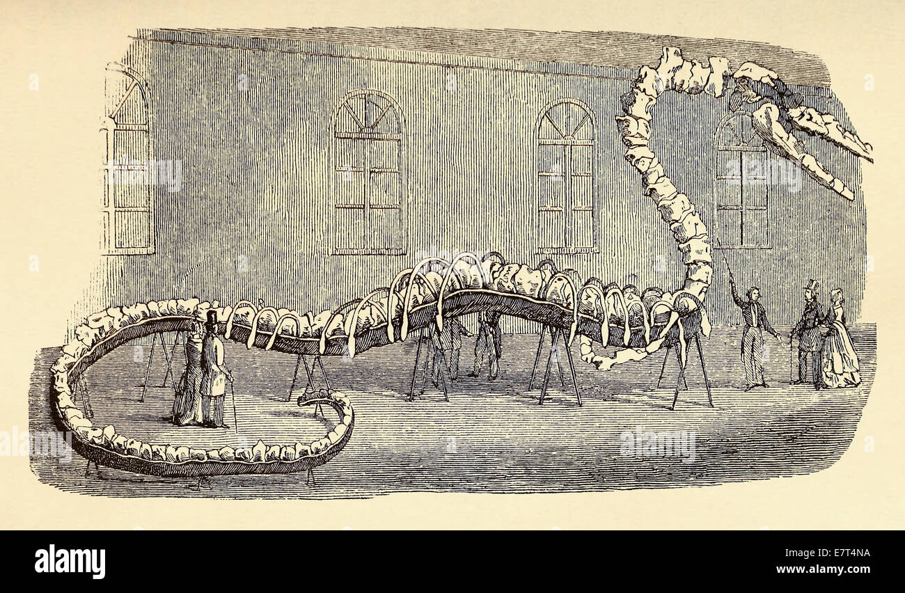Canular squelette de serpent de mer exposées par Dr Koch à New York en 1845. Voir la description pour plus d'informations. Banque D'Images