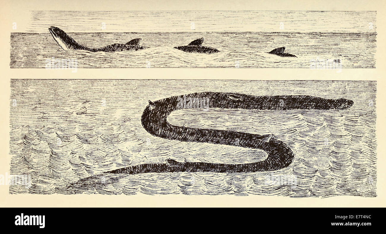 Serpent de mer repéré près de Galveston, Texas en 13 mai 1872. Voir la description pour plus d'informations. Banque D'Images