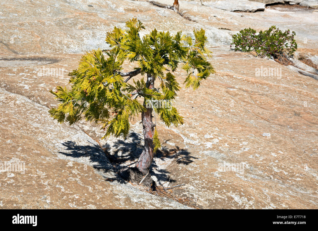 Californie - un arbre essayant d'accroître dans une étroite fissure dans le granit le long de la John Muir Trail, le Parc National Yosemite. Banque D'Images