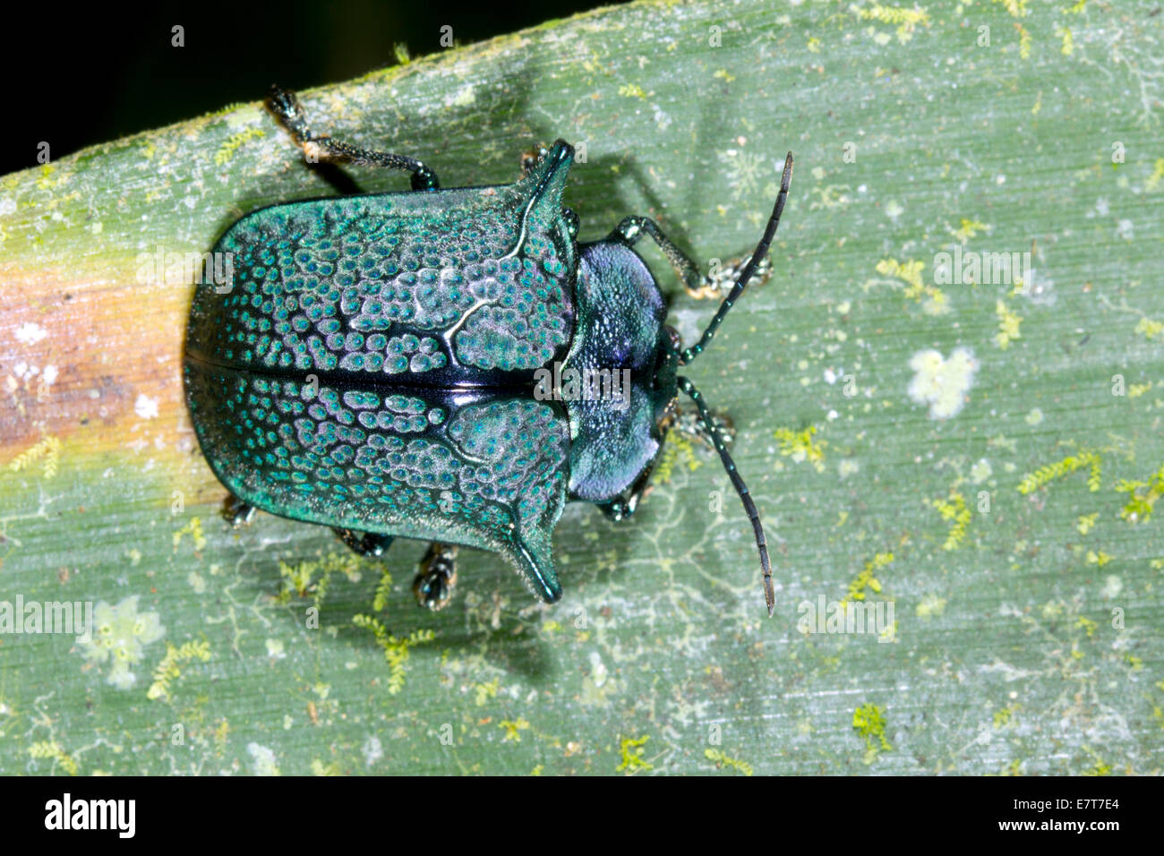 Tortiose Omocerus Vert Scarabée casta (Chrysomelidae) sur une feuille en Amazonie équatorienne Banque D'Images