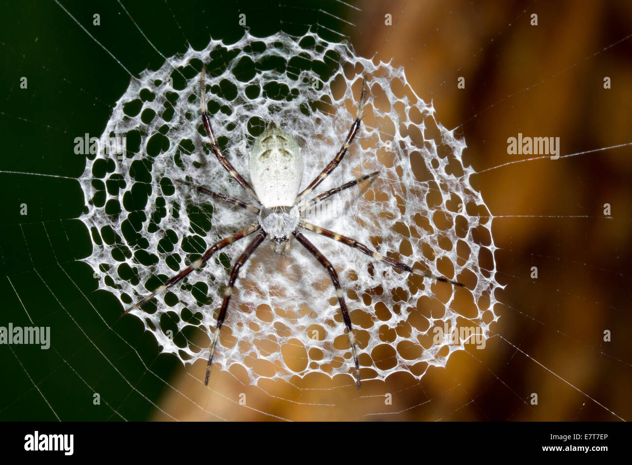 Argipoe savignyi, araignée dans sa toile dans la forêt tropicale, l'Équateur Banque D'Images