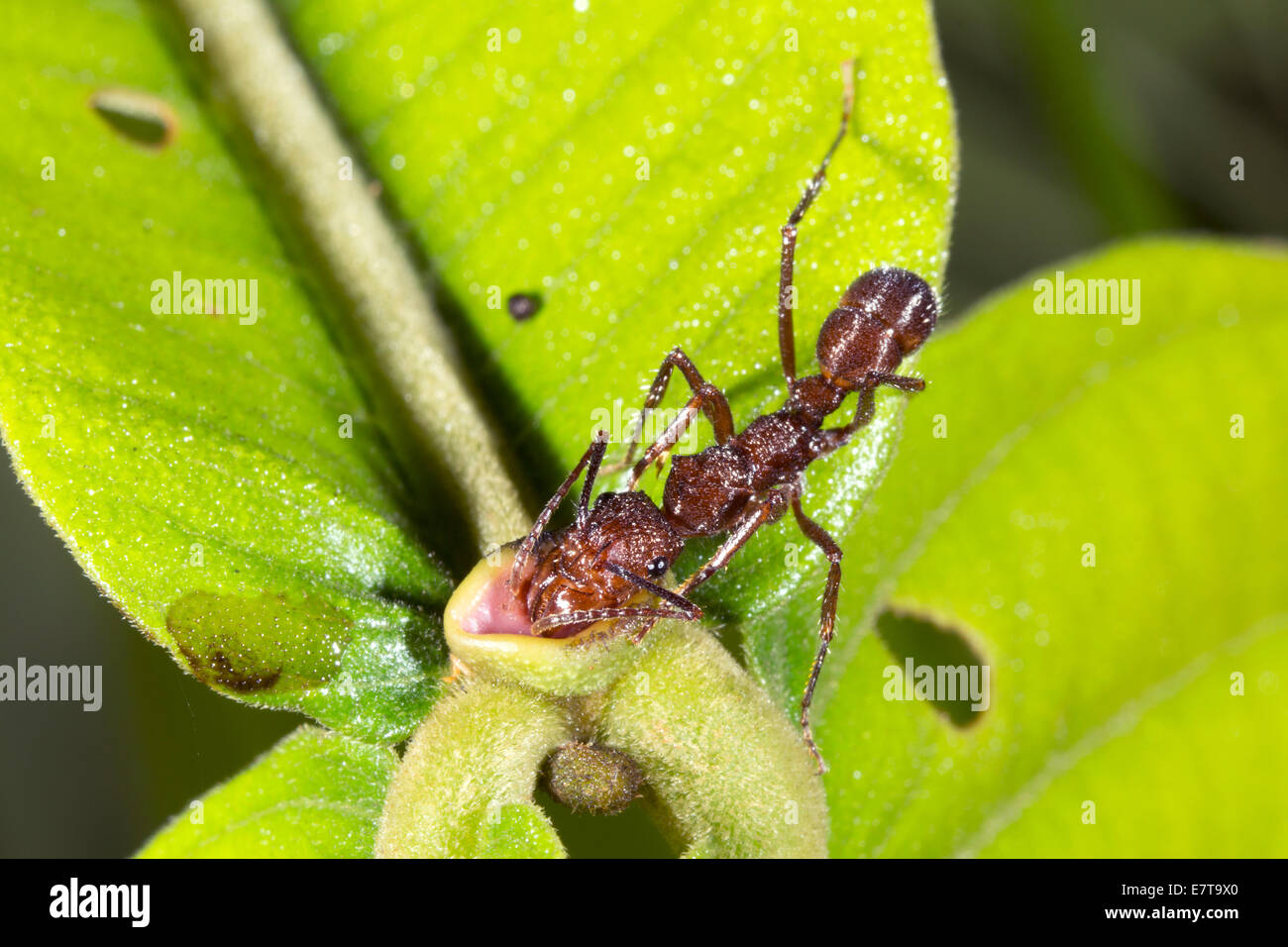 Recueillir le nectar des fourmis d'un nectaire floral d'un arbuste de sous-bois dans la forêt tropicale, de l'Équateur. Banque D'Images