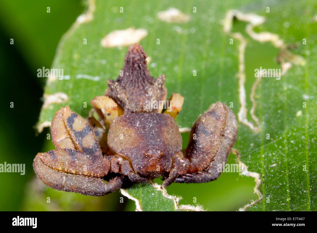 Une araignée crabe inhabituelle (famille des Thomisidae) avec de petits yeux, de l'Équateur Banque D'Images