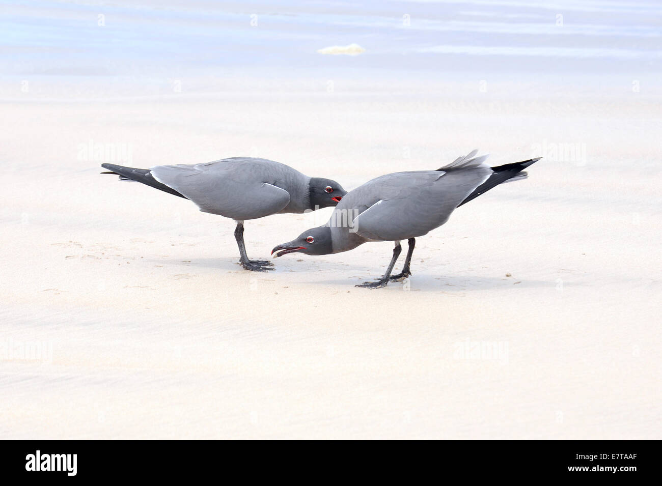 Les mouettes de lave (Leucophaeus fuliginosus), Isabela Island, îles Galapagos, Equateur Banque D'Images