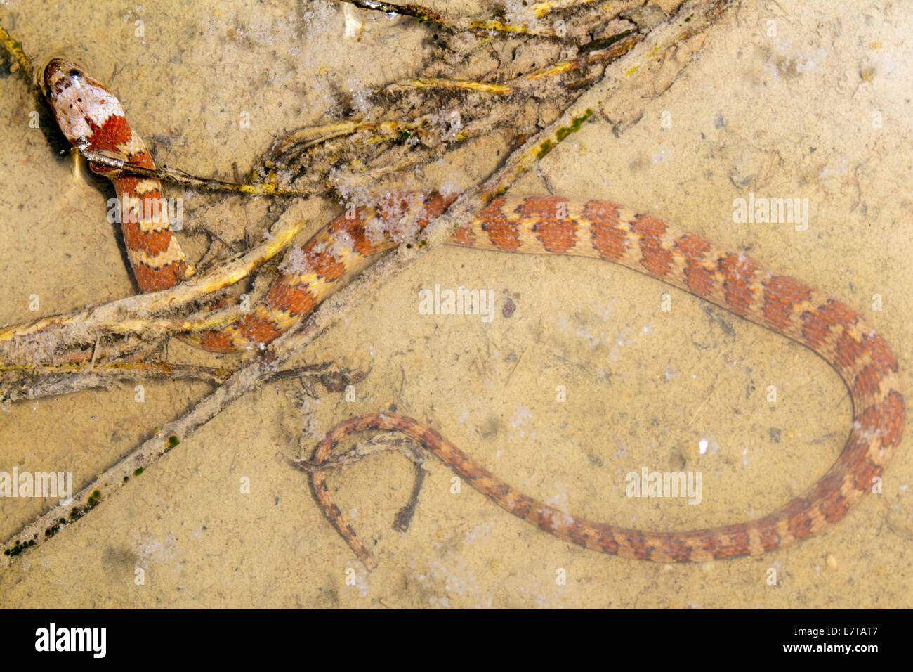 Serpent d'eau d'Amérique du Sud (Helicops angulatus) dans une piscine sur le sol de la forêt tropicale, l'Équateur Banque D'Images