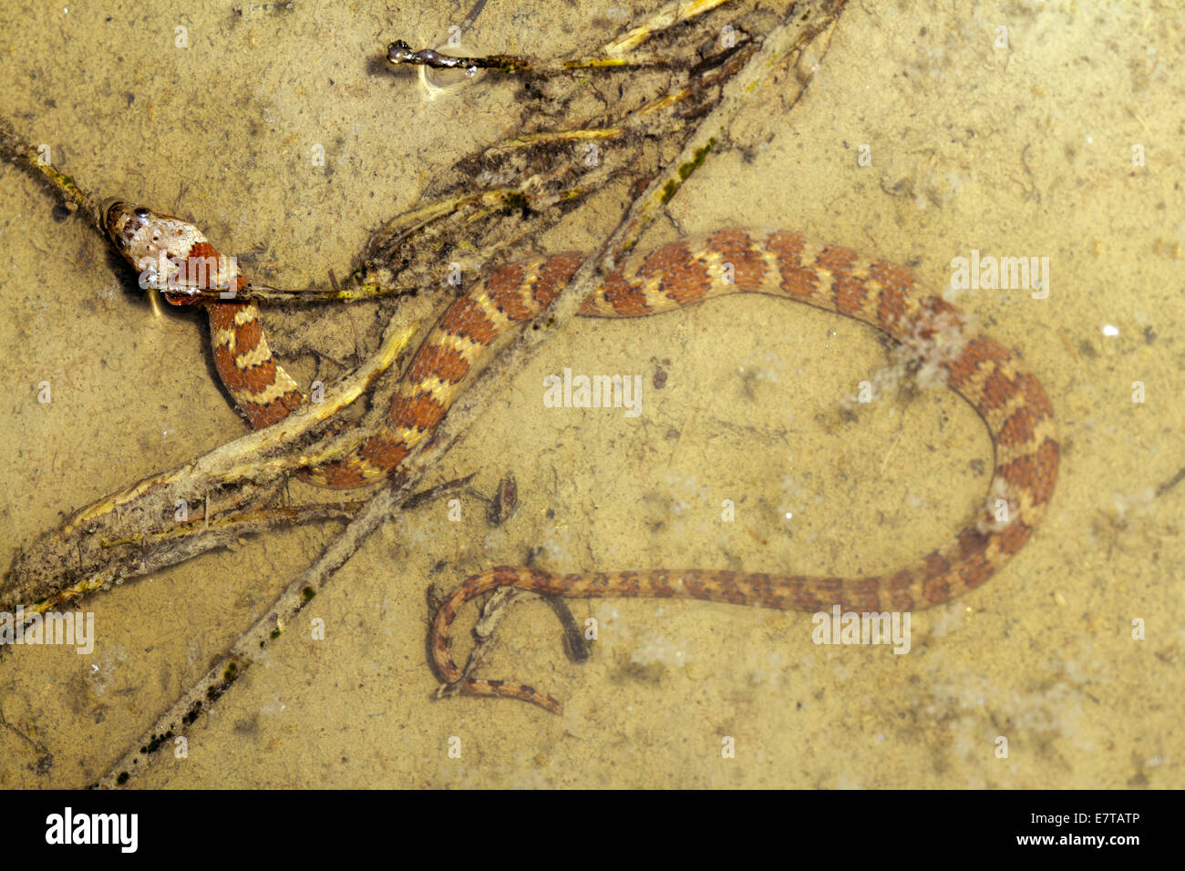 Serpent d'eau d'Amérique du Sud (Helicops angulatus) dans une piscine sur le sol de la forêt tropicale, l'Équateur Banque D'Images
