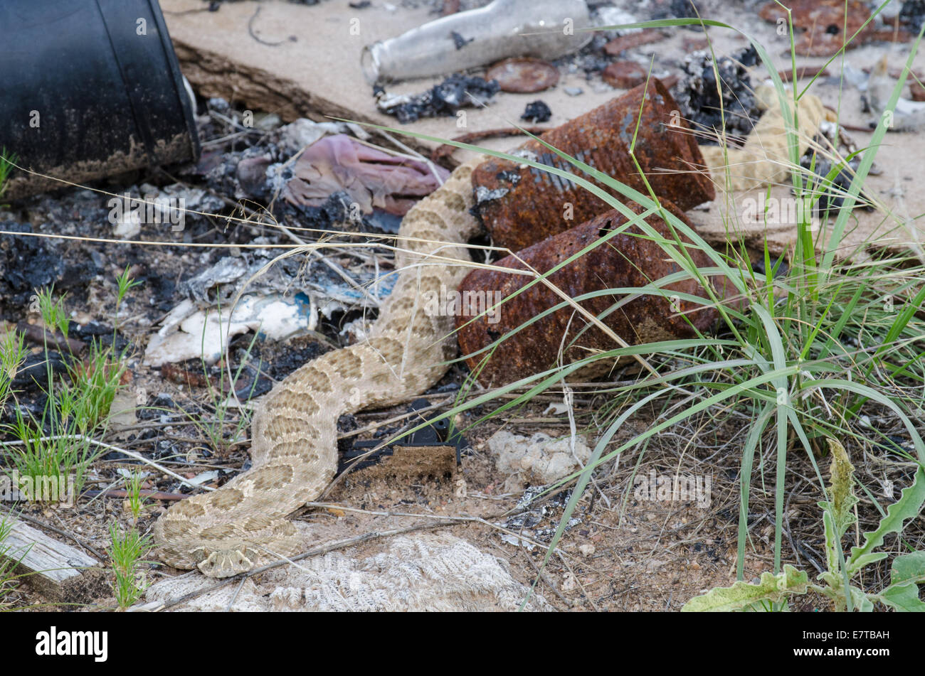 Crotale des Prairies, (Crotalus viridis), ramper dans une décharge illégale du site. Valencia Co., New Mexico, USA. Banque D'Images